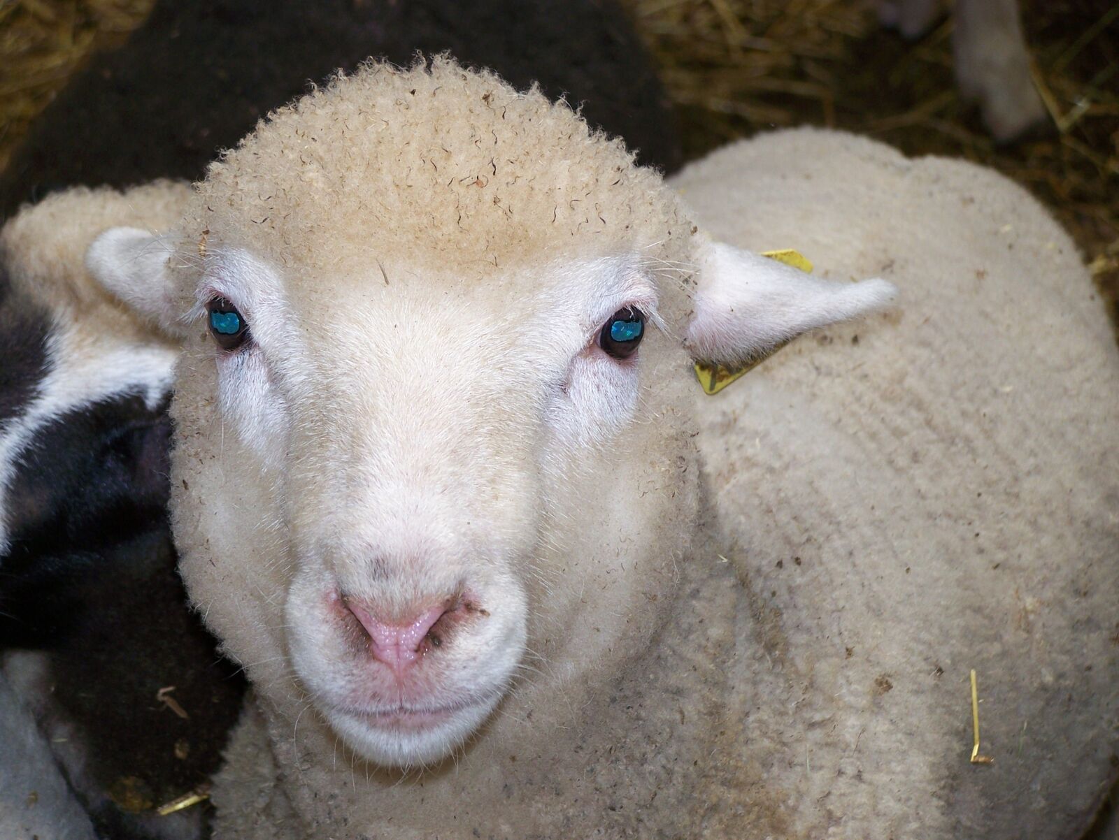 Kodak Z650 ZOOM DIGITAL CAMERA sample photo. Sheep, hof, animal photography