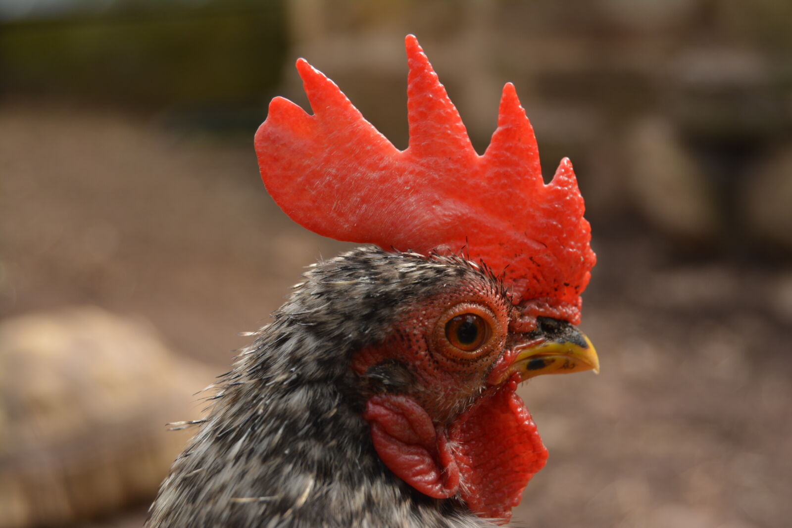 Nikon D5200 + AF-S DX Zoom-Nikkor 18-55mm f/3.5-5.6G ED sample photo. Animal, chicken, poultry, rooster photography