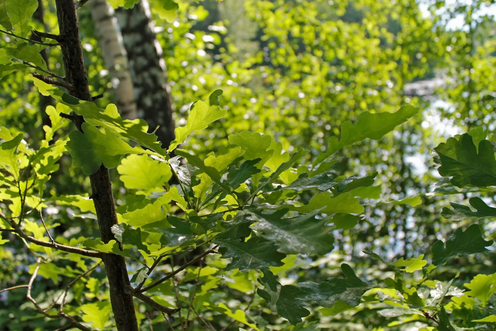 Canon EOS 1100D (EOS Rebel T3 / EOS Kiss X50) sample photo. Tree, nature, sheet photography