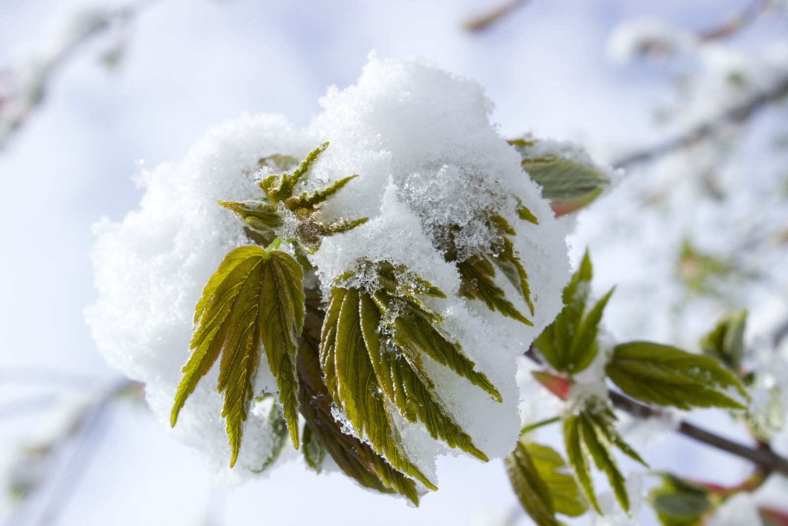 Canon EOS 600D (Rebel EOS T3i / EOS Kiss X5) sample photo. Snow in spring, snow photography