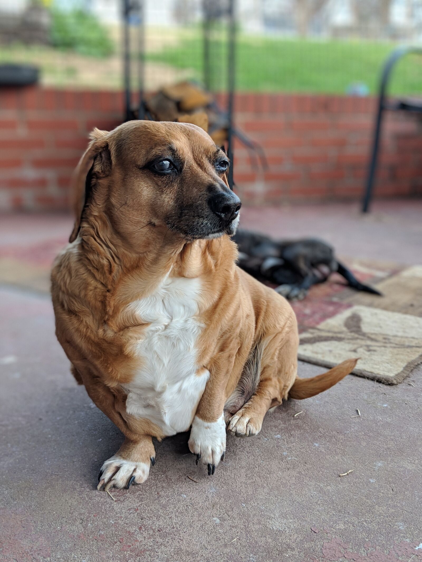 Google Pixel 2 sample photo. Dachshund, dog, canine photography