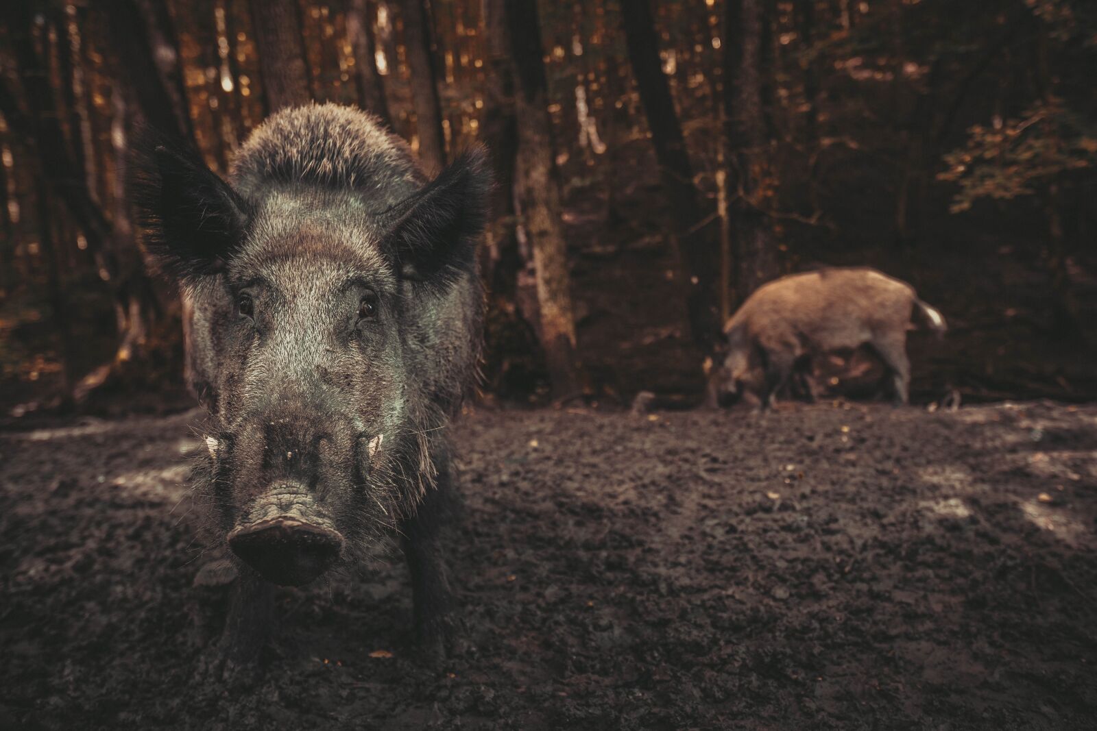 Sony a6400 sample photo. Wild, wild boar, pig photography