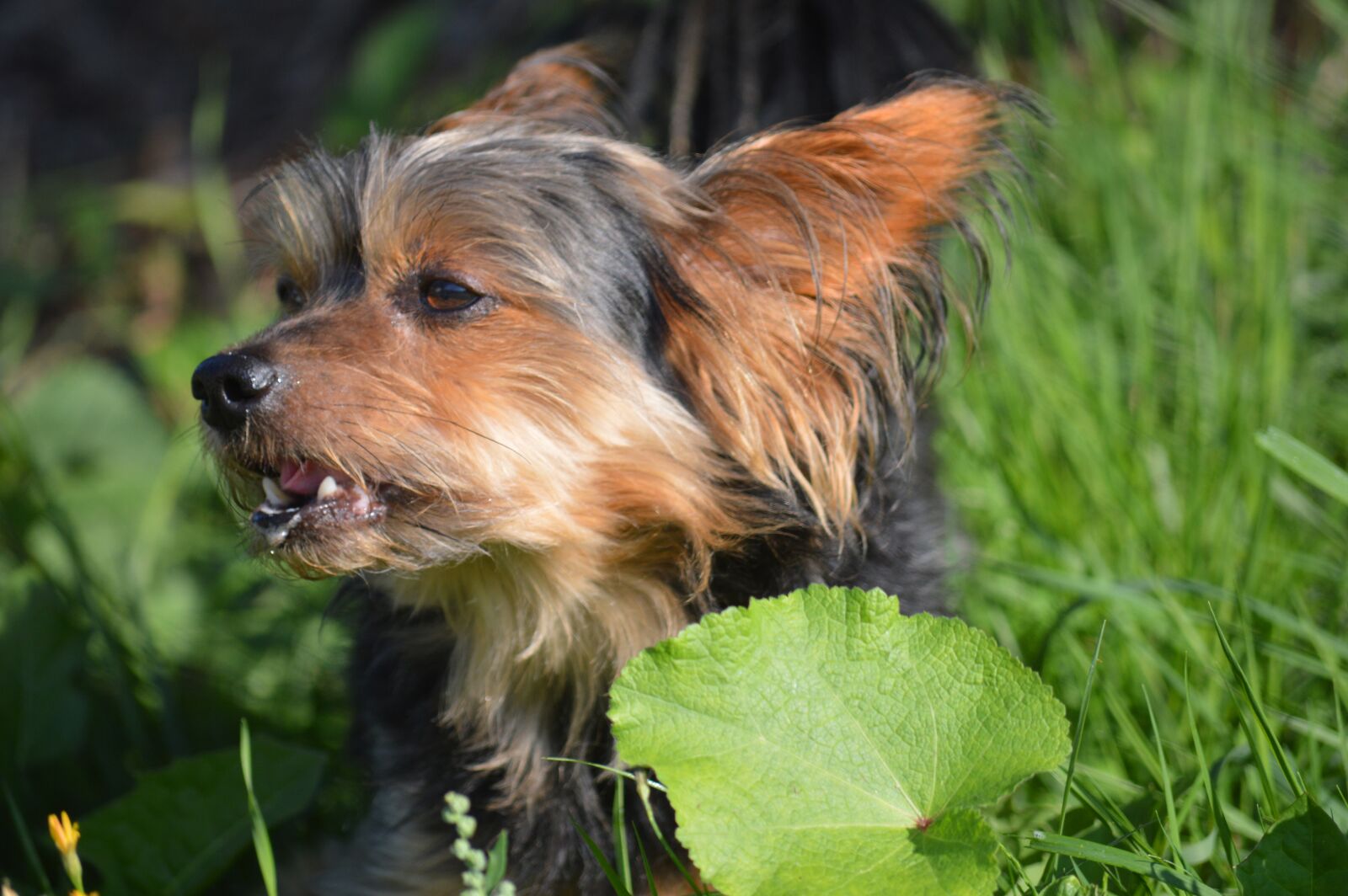Nikon D3200 sample photo. Dog, pet, yorkshire photography