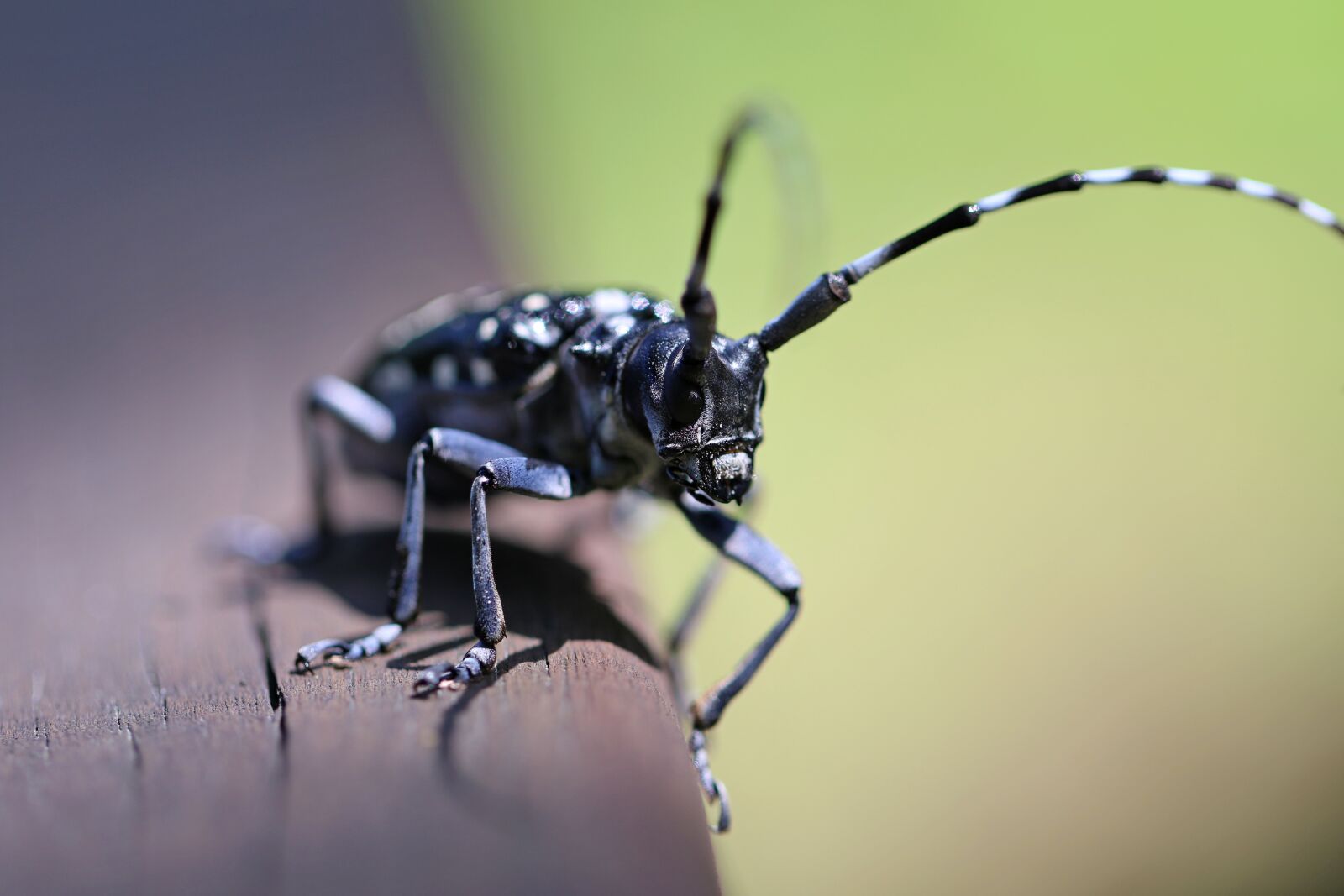 Canon EOS 7D Mark II sample photo. Nature, insects, park photography