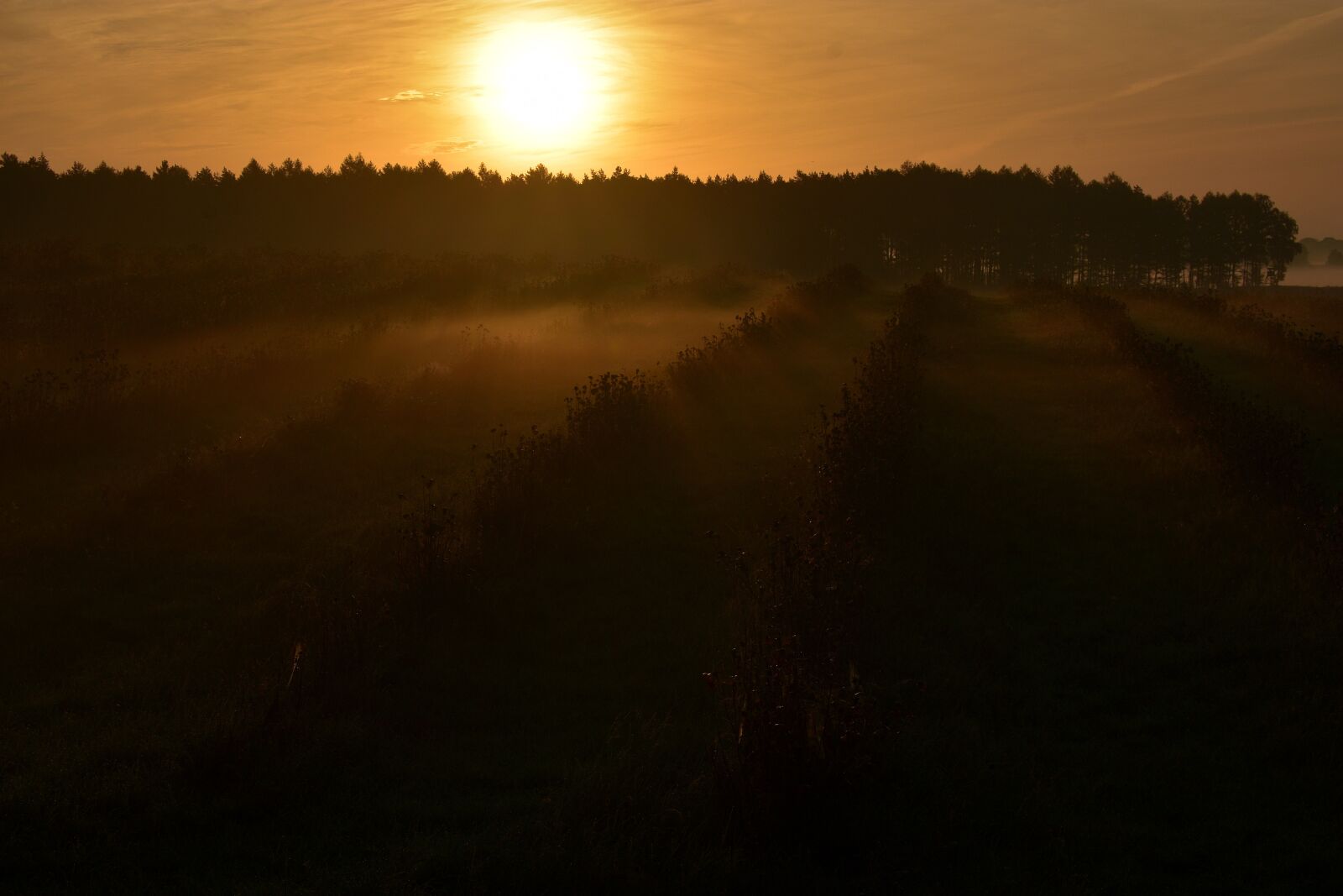 Nikon D3400 sample photo. Morning fog, sunrise, meadow photography