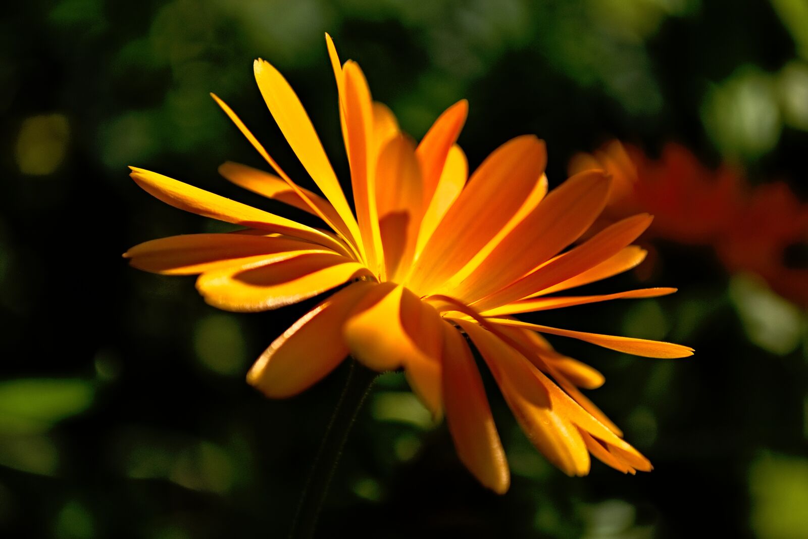 Nikon D5500 sample photo. Flower, beautiful, nature photography
