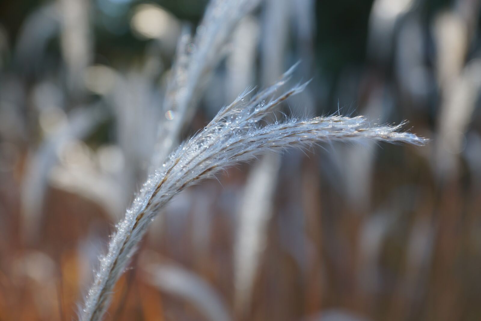Sony SLT-A77 + Sony DT 16-50mm F2.8 SSM sample photo. Nature, dew, morning photography