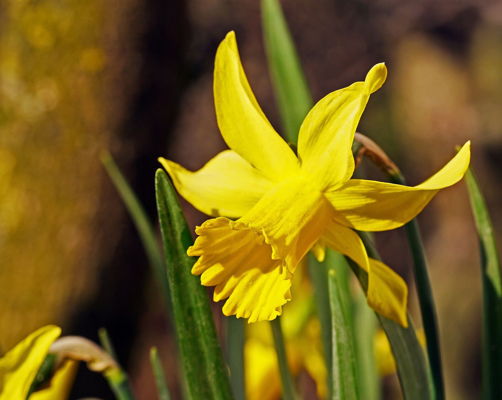 Panasonic Lumix DMC-GH3 sample photo. Narcissus, daffodil, blossom photography