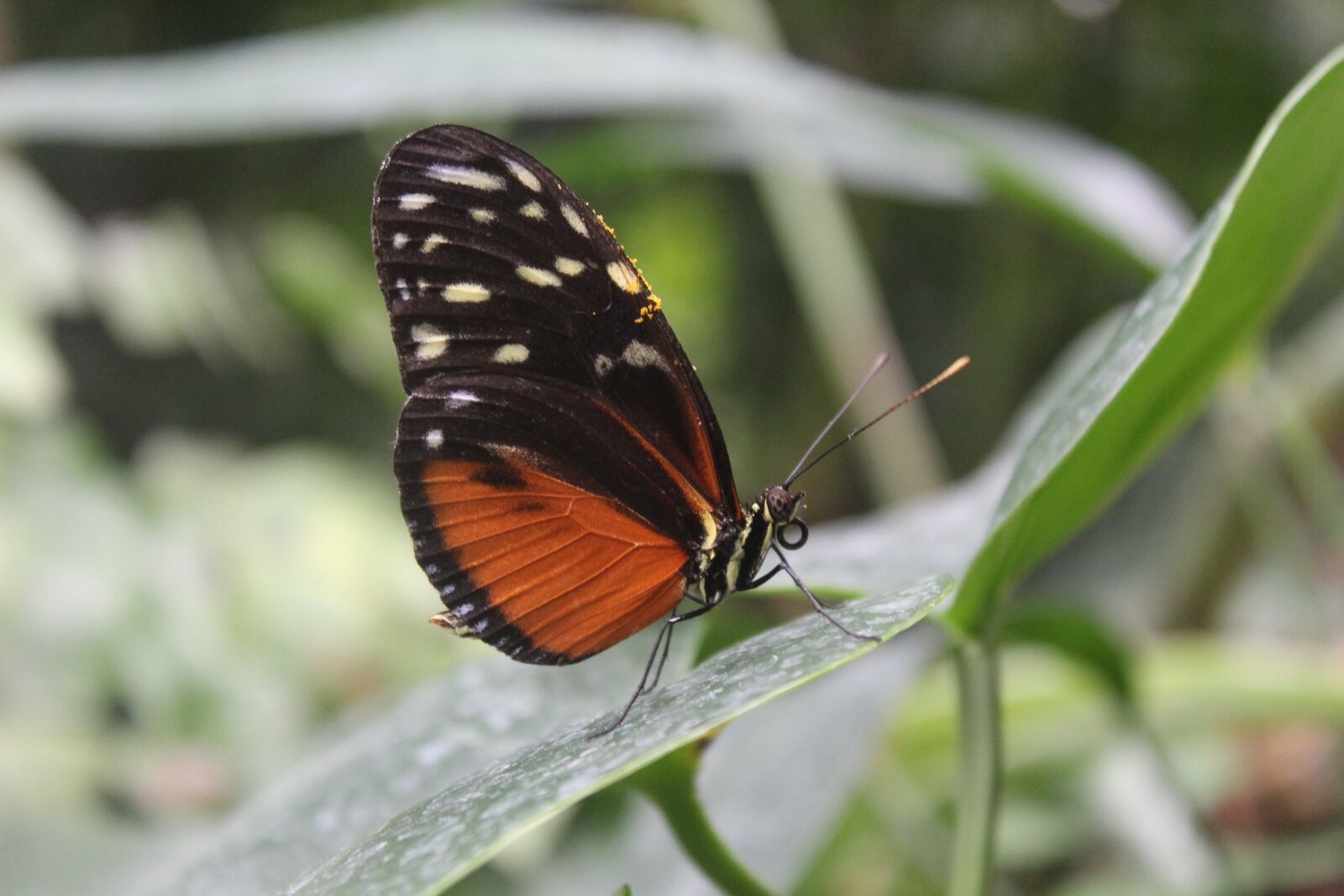 Canon EOS 1200D (EOS Rebel T5 / EOS Kiss X70 / EOS Hi) sample photo. Butterfly, nature, insect photography