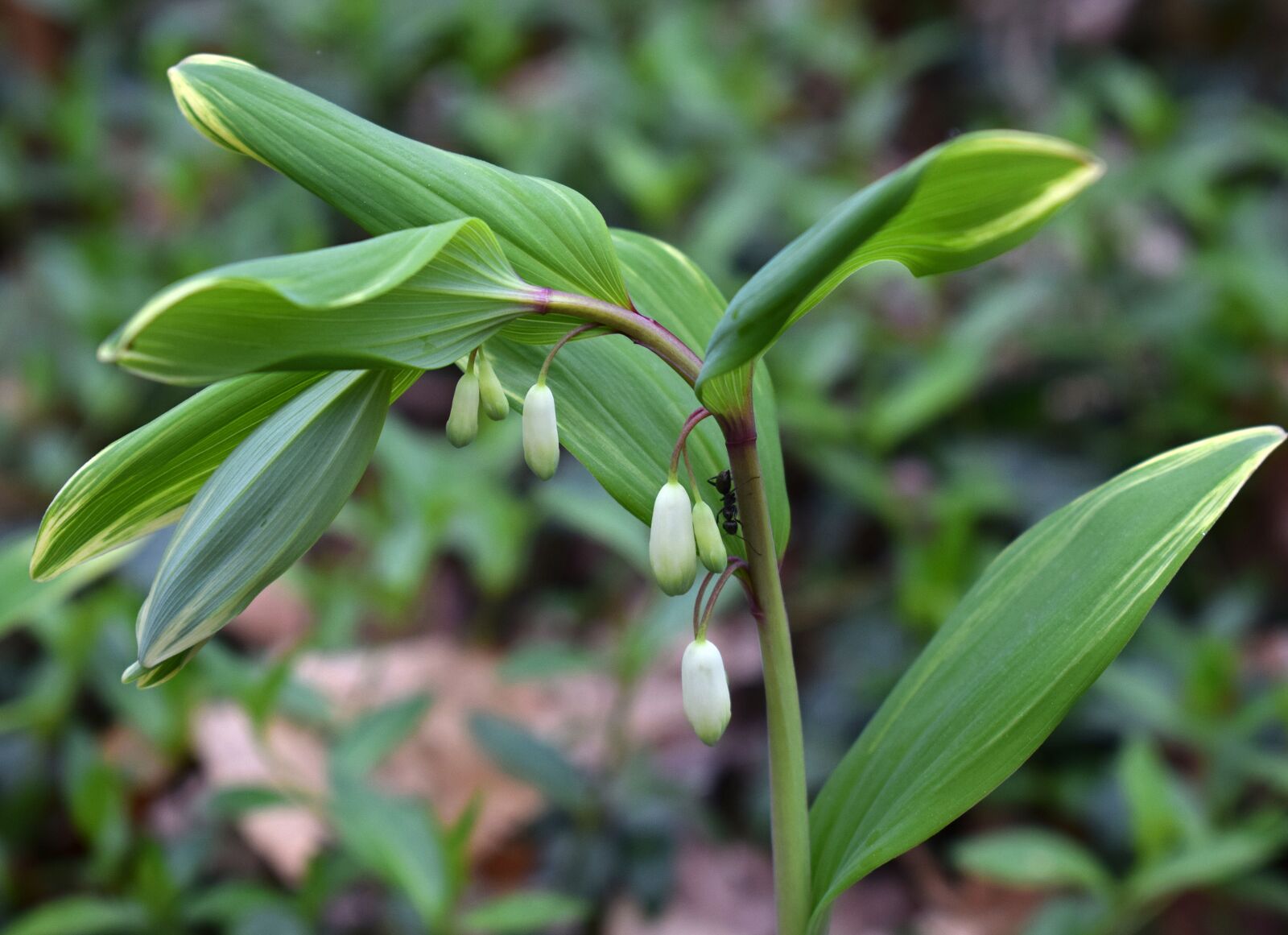 Nikon D3300 sample photo. Solomon seal, buds, flower photography