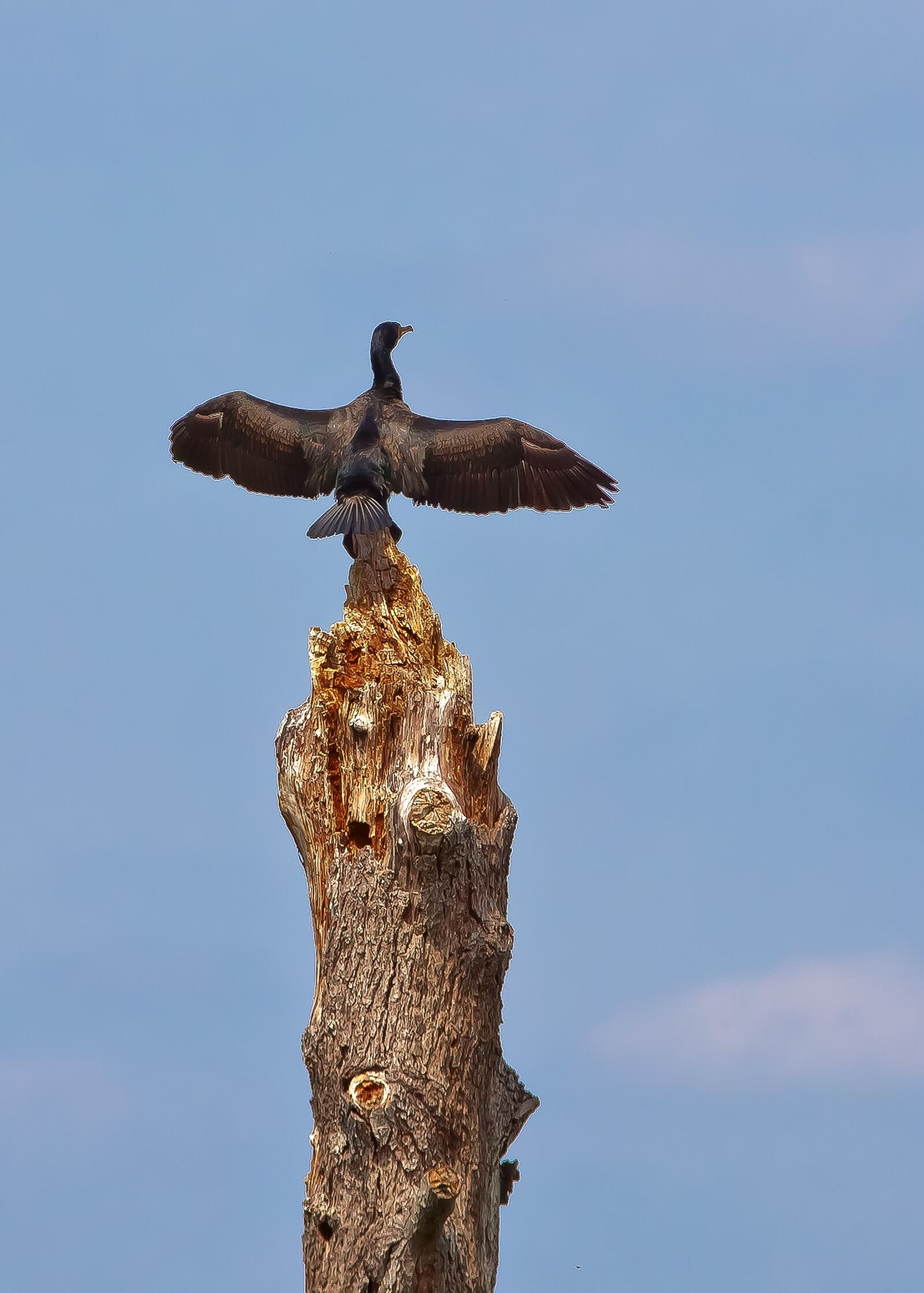 Canon EOS 50D sample photo. Cormorant, bird, large photography