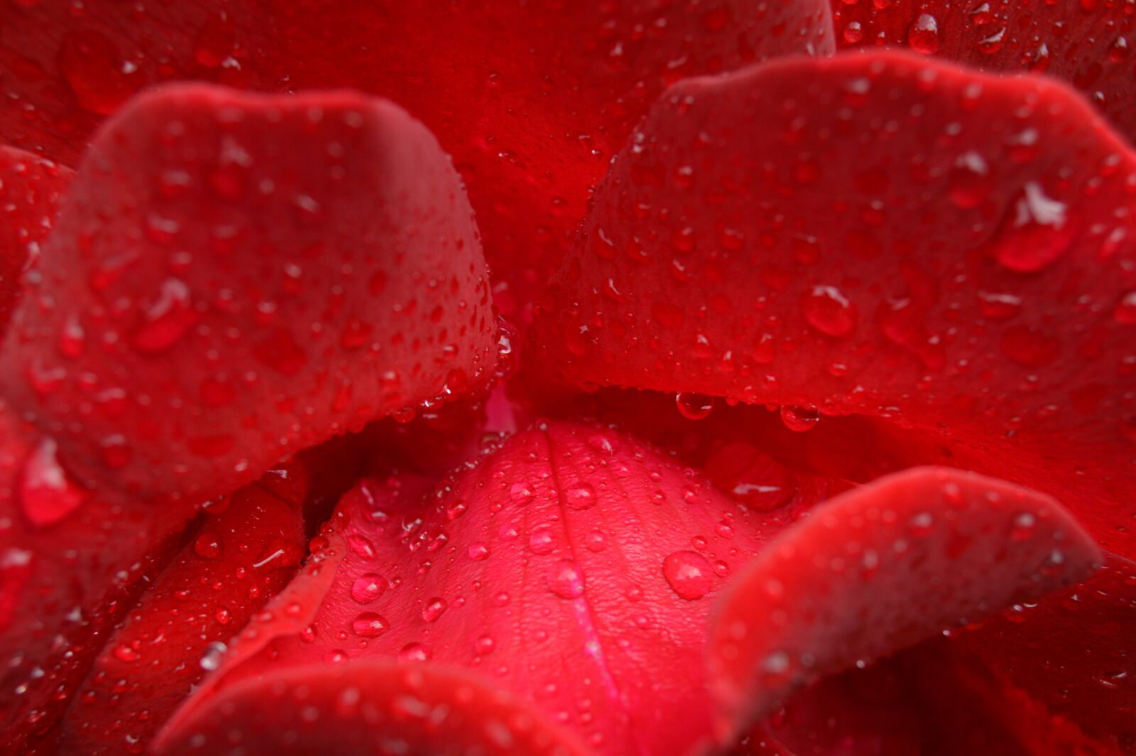 Nikon D3200 sample photo. Rose, flower, rain photography