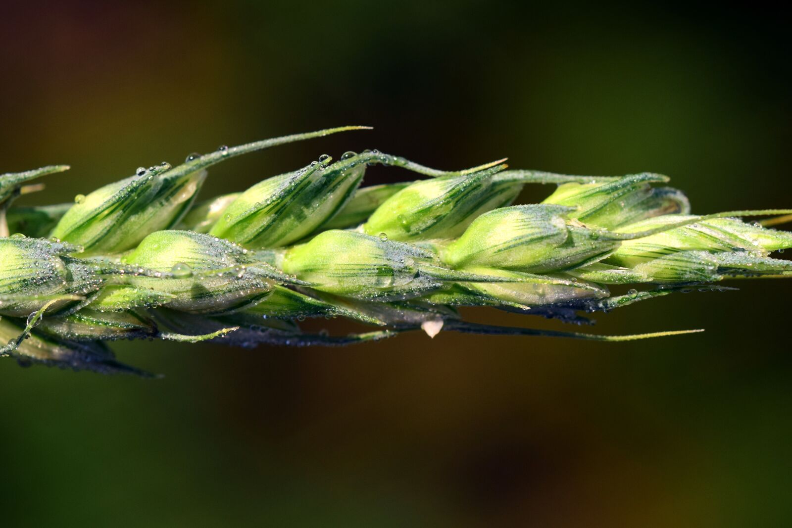 Nikon D3300 sample photo. Ear, wheat, cereals photography