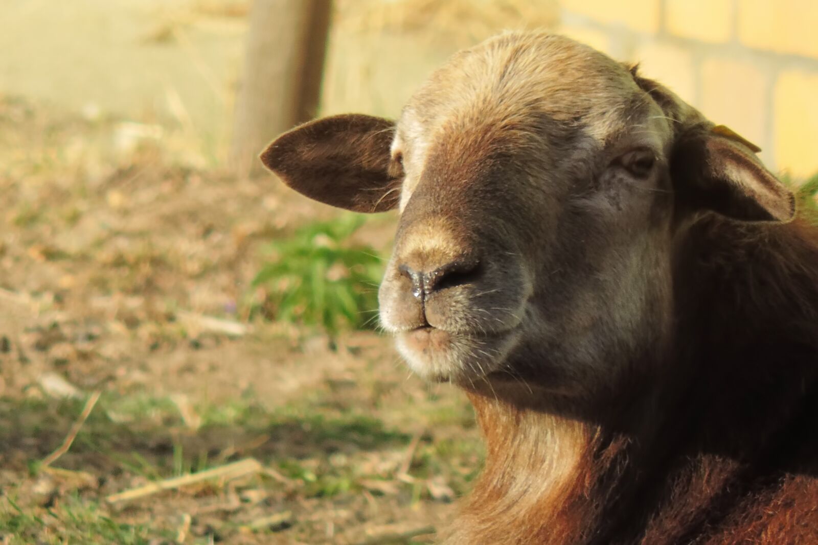 Nikon Coolpix P520 sample photo. Sheep, animal, wool photography