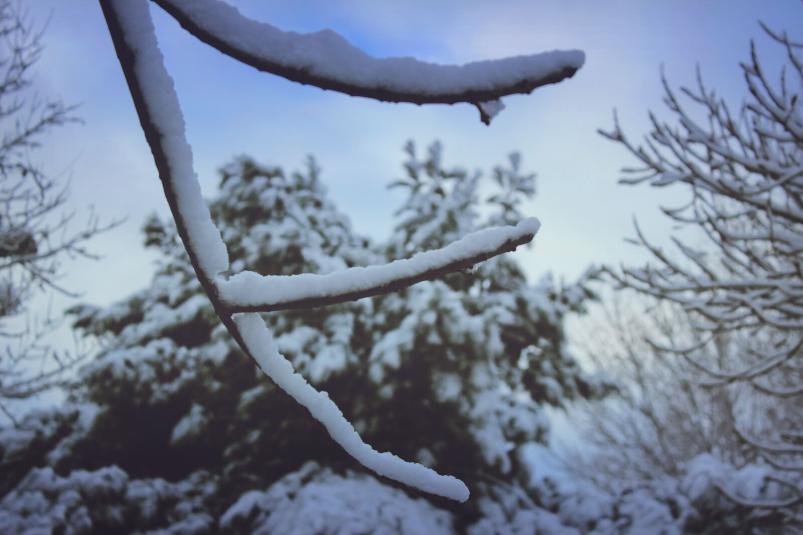 Canon EOS 600D (Rebel EOS T3i / EOS Kiss X5) sample photo. Close, up, of, snow photography