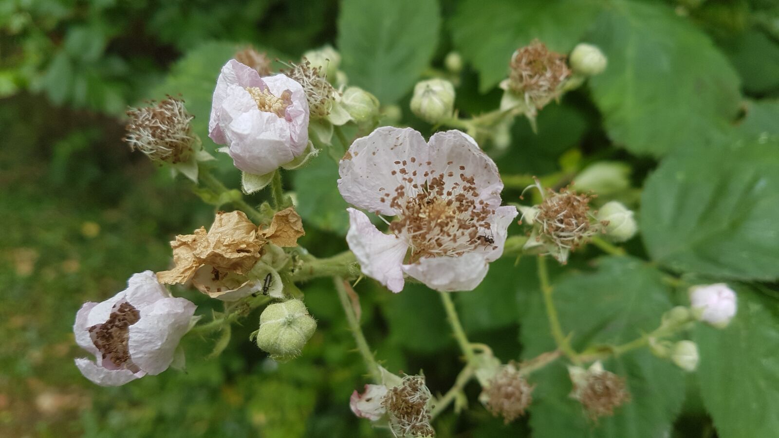 Samsung Galaxy S7 Edge sample photo. Wild, flowers, nature photography