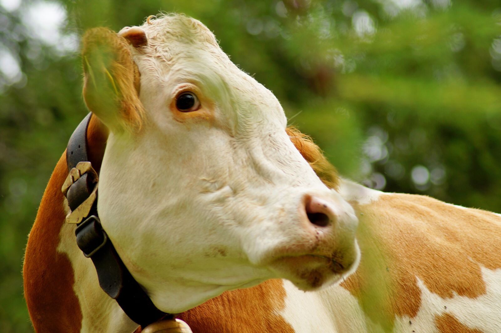 Sony SLT-A58 sample photo. Cow, view, animal photography