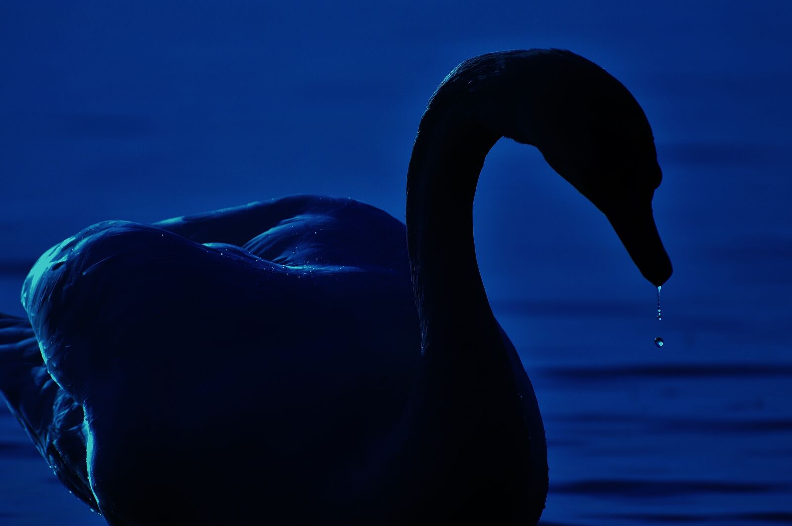Nikon D3200 sample photo. Swan, silhouette, drop of photography