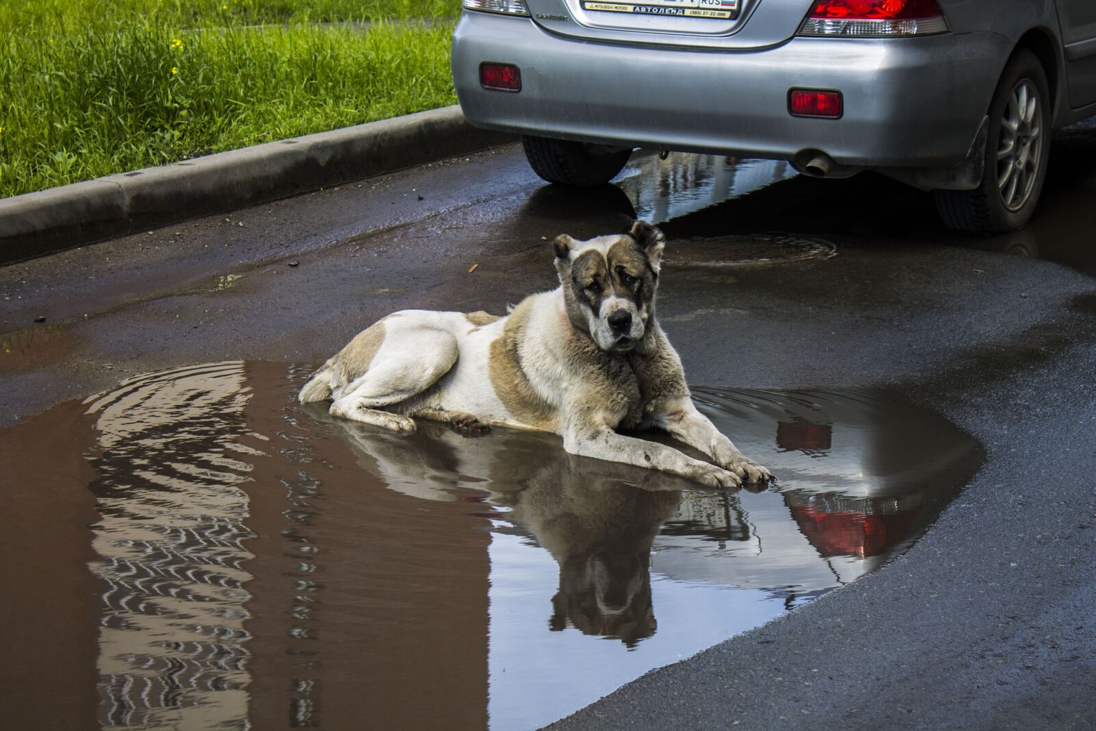 Canon EOS 1100D (EOS Rebel T3 / EOS Kiss X50) sample photo. Dog, rain, pet photography