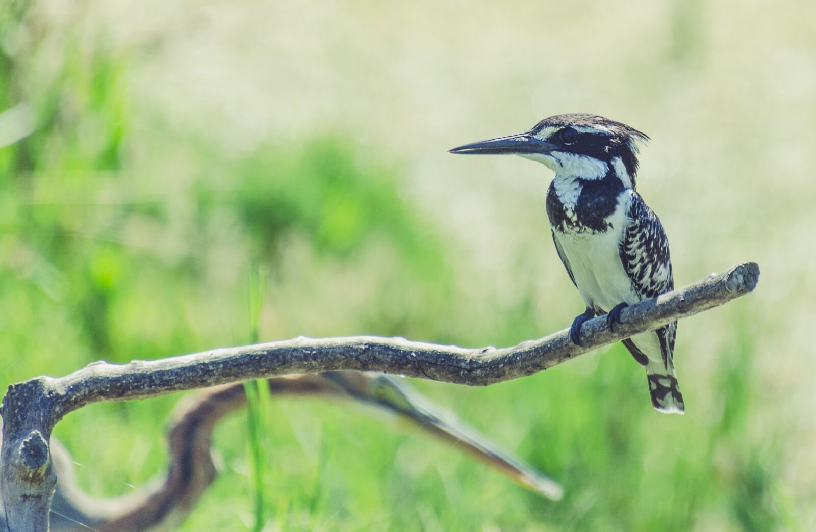 Nikon D7000 sample photo. Bird, kingfisher, pied photography