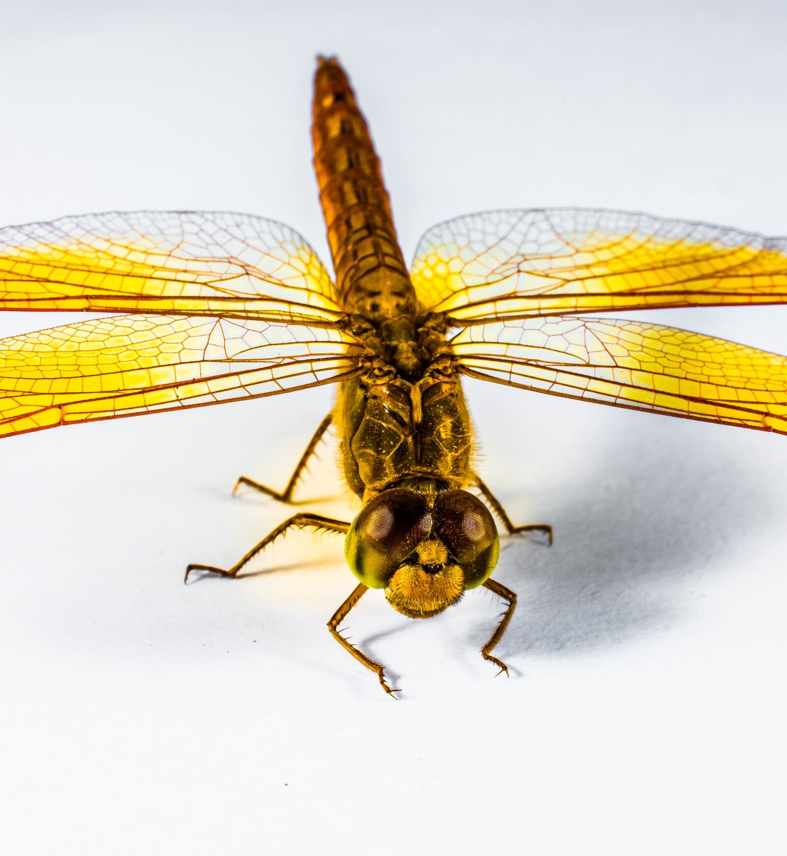 Nikon D5200 sample photo. Dragonfly, insect, yellow photography