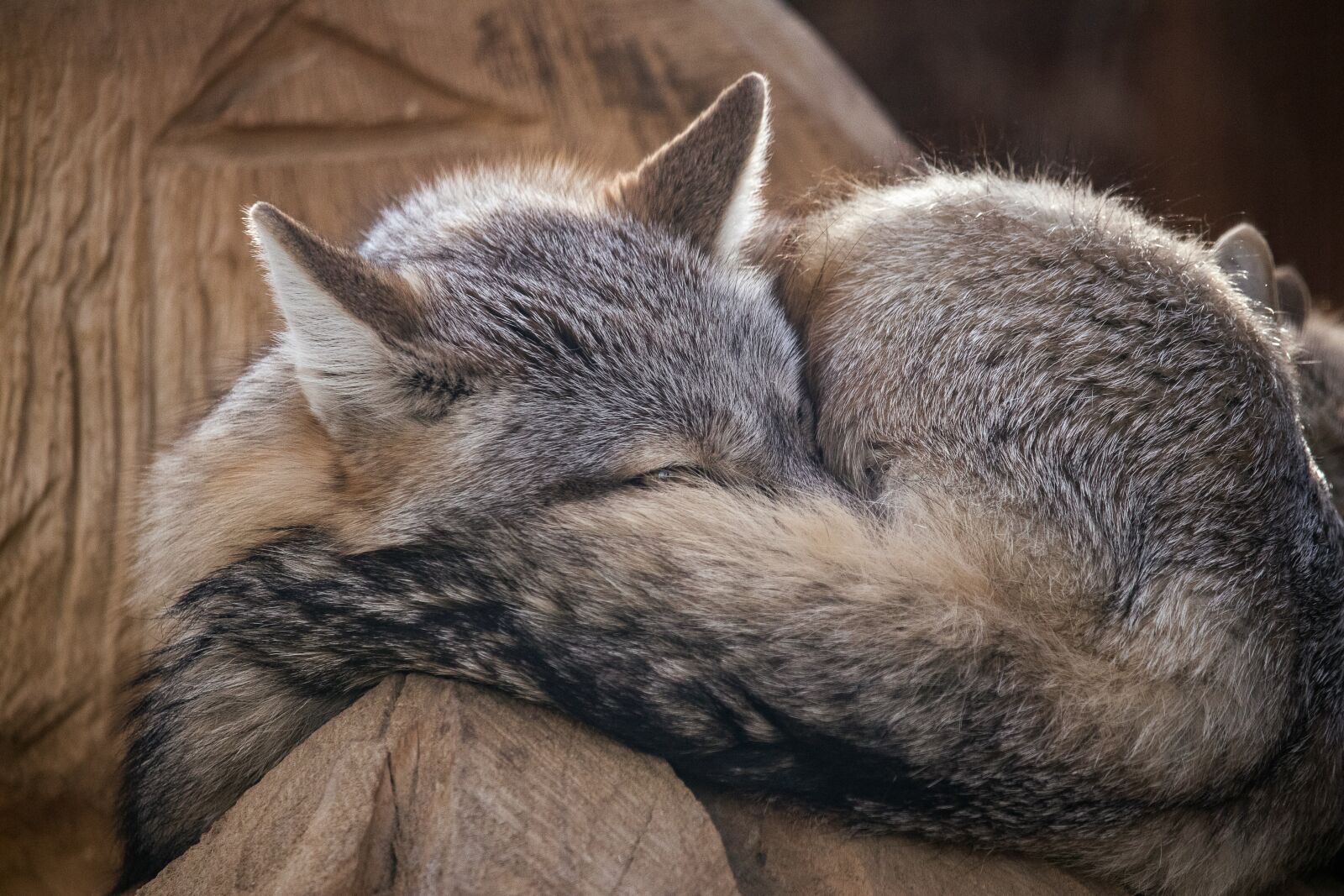 Canon EF-S 55-250mm F4-5.6 IS STM sample photo. Steppe fox, fuchs, mammal photography