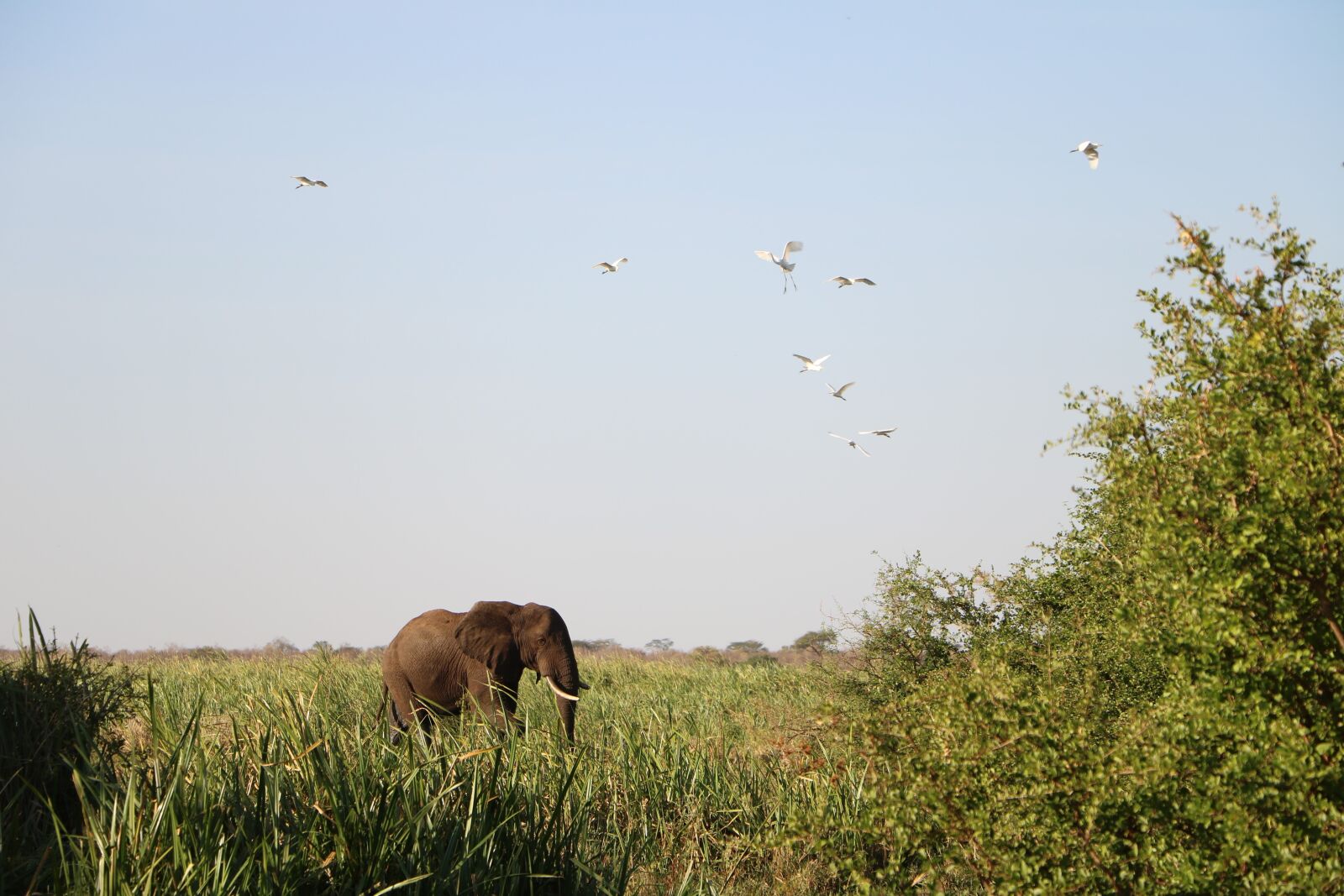 Canon EOS 760D (EOS Rebel T6s / EOS 8000D) sample photo. Elephant, nature, wildlife photography