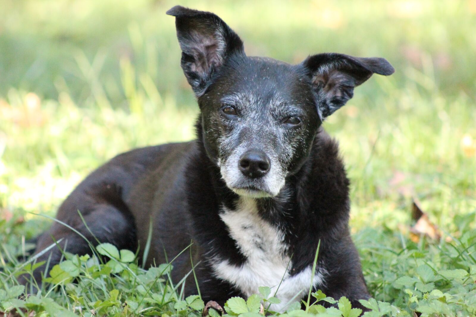 Canon EF 75-300mm f/4-5.6 sample photo. Dog, animal, mature photography