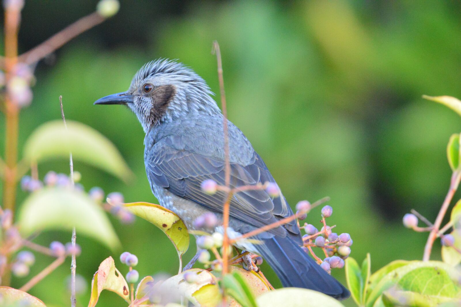 Nikon D800 sample photo. Natural, bird, wild animals photography
