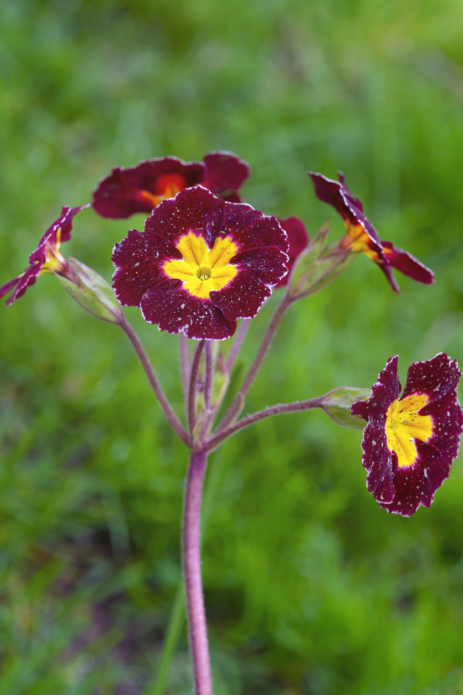 Nikon D3S sample photo. Flower, ruby mountains primrose photography