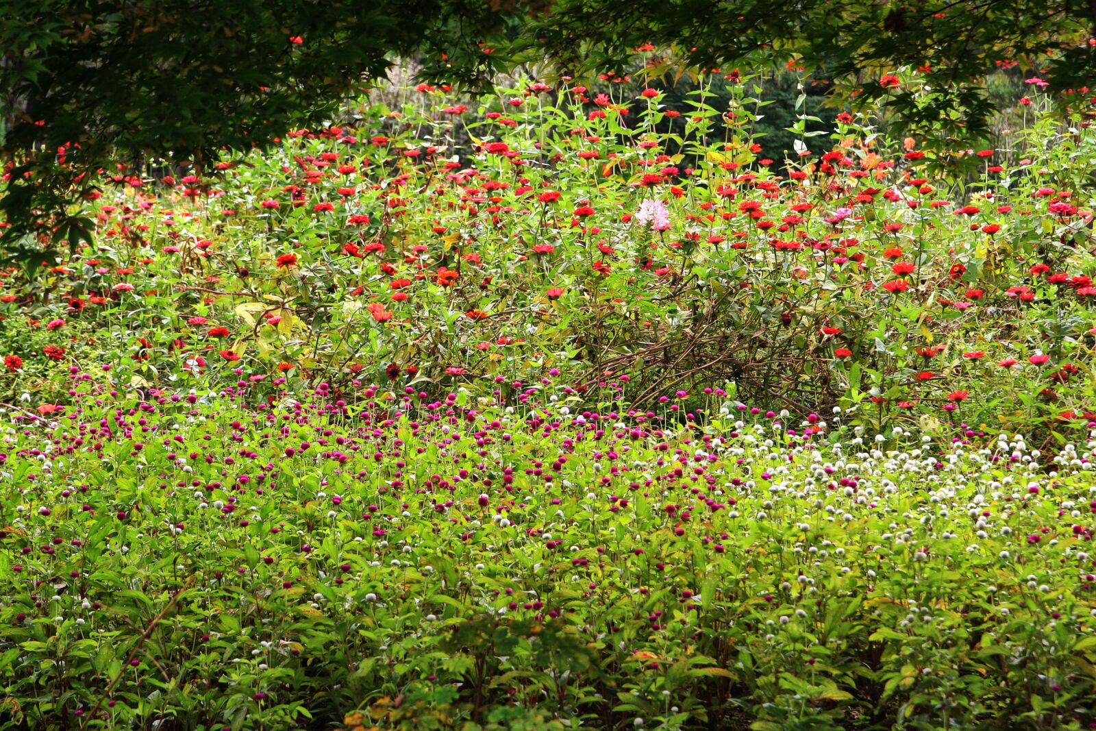 Canon EOS 40D sample photo. Flowers, garden, nature photography