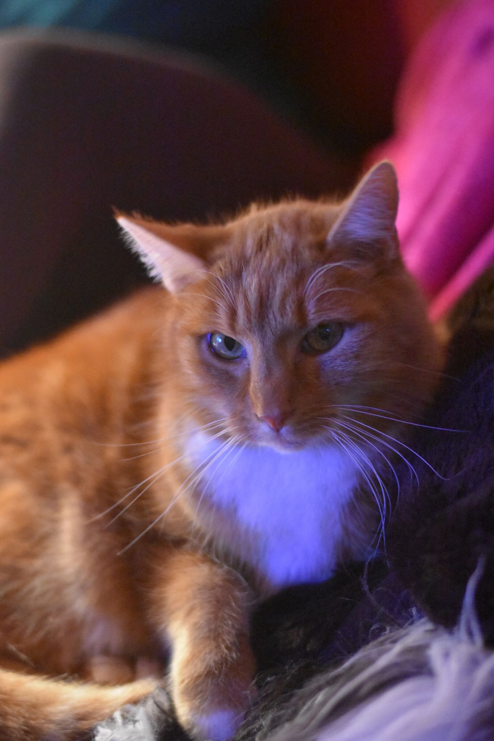 Nikon D7200 sample photo. Cat, red, pet photography