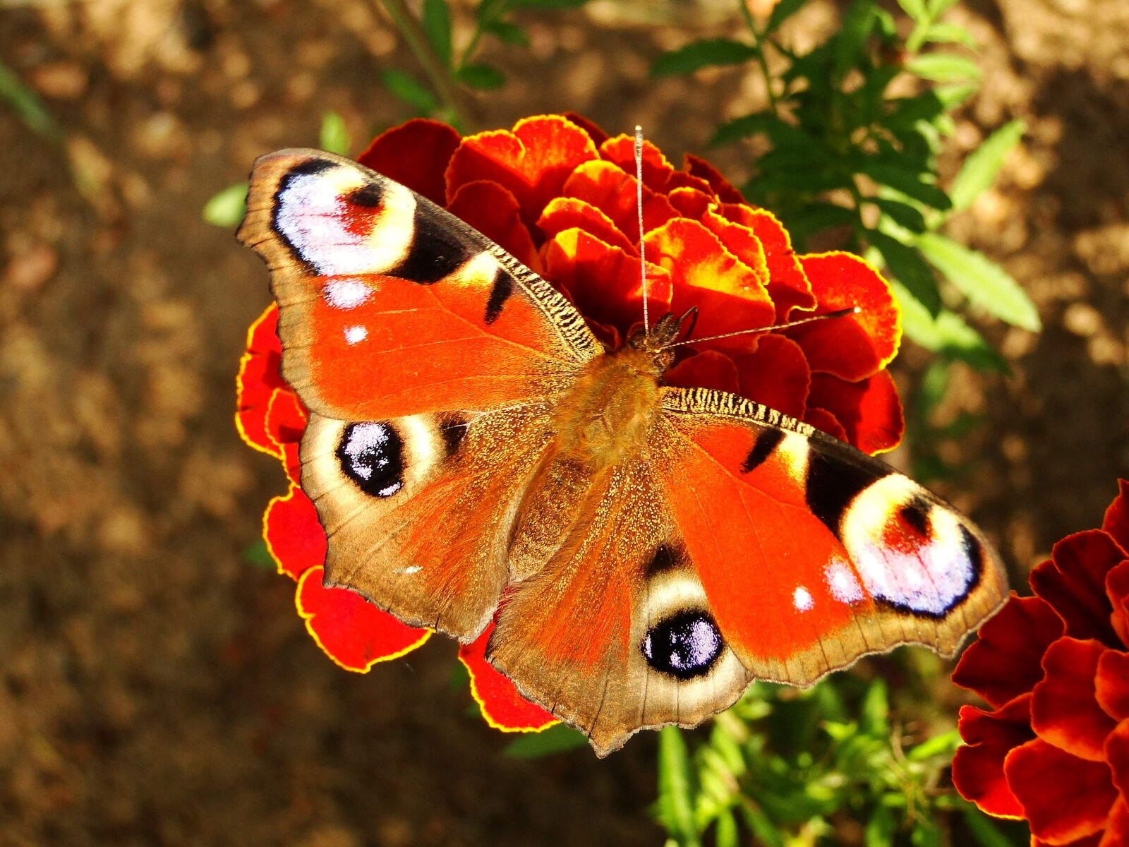 Sony Cyber-shot DSC-HX1 sample photo. Nature, butterfly day, insect photography