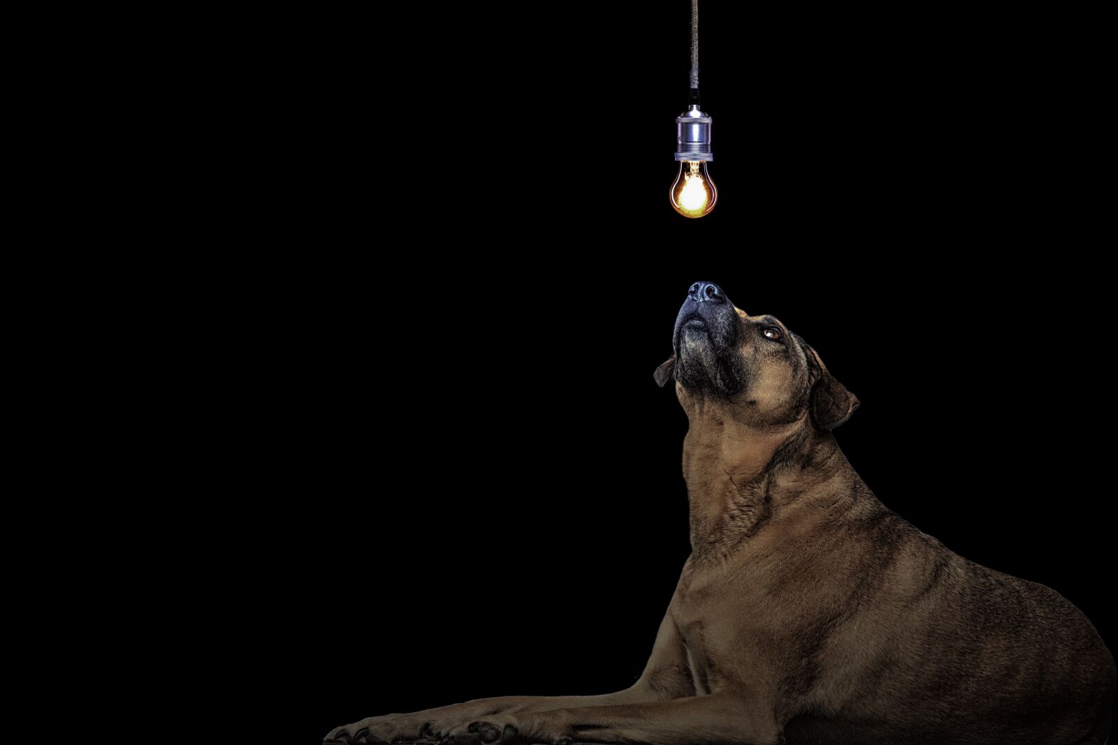 Canon EOS 700D (EOS Rebel T5i / EOS Kiss X7i) sample photo. Dog, idea, light bulb photography