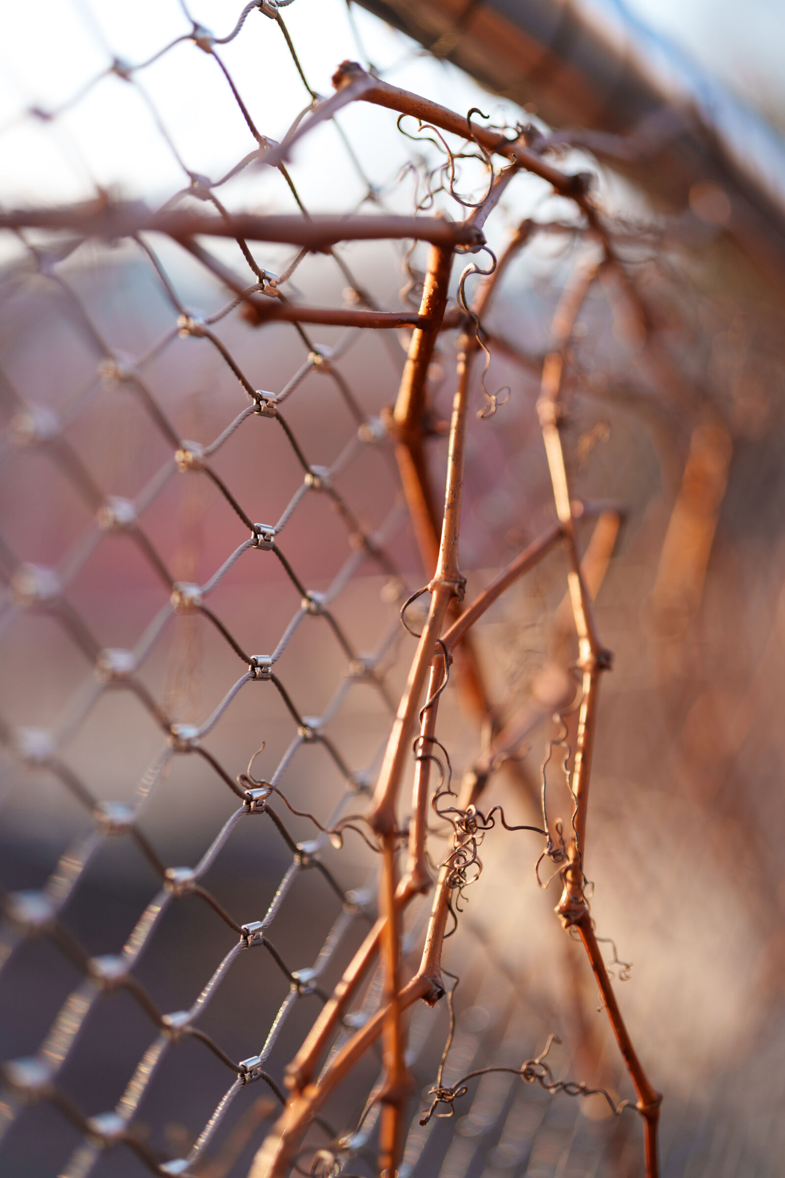 Sony FE 50mm F1.4 GM sample photo. Fence plant bokeh photography