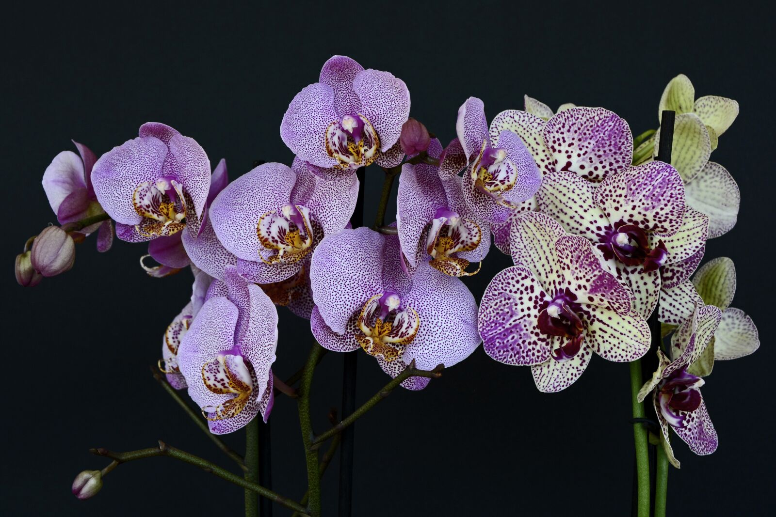 Nikon D7100 sample photo. Orchids, flowers, blossom photography
