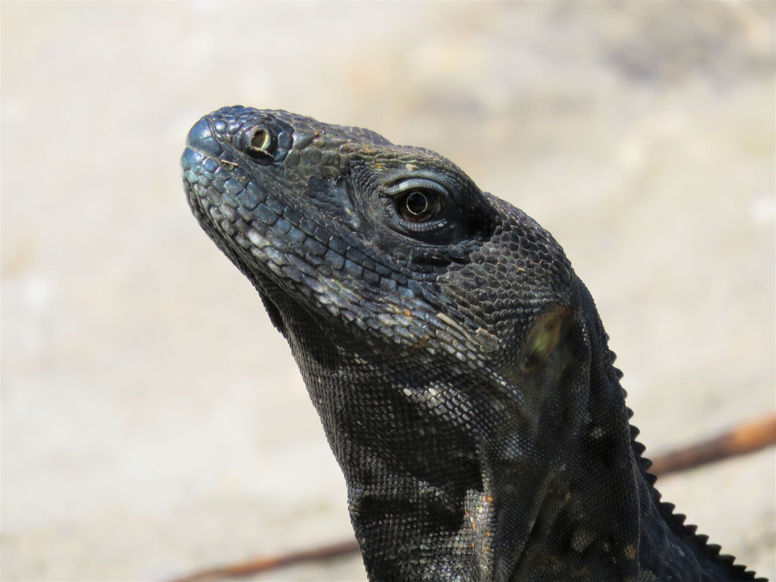 Canon PowerShot SX60 HS sample photo. Iguana, reptile, lizard photography
