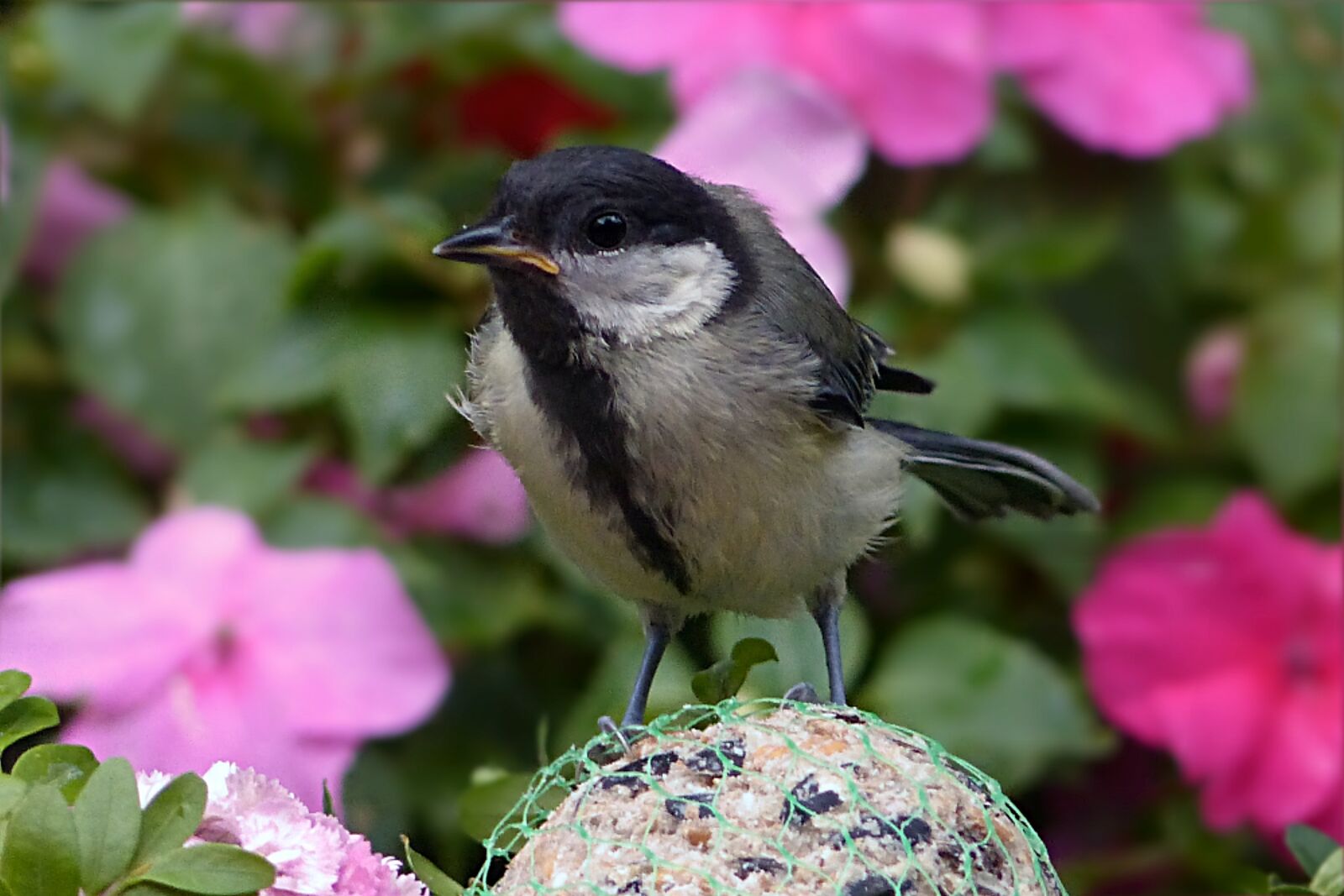 Panasonic Lumix DMC-FZ200 sample photo. Tit, parus major, bird photography