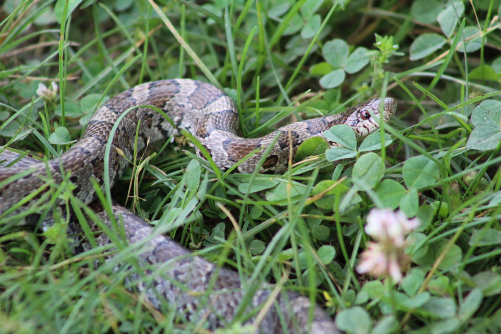 Canon EF 75-300mm f/4-5.6 sample photo. Animals, nature, snake photography