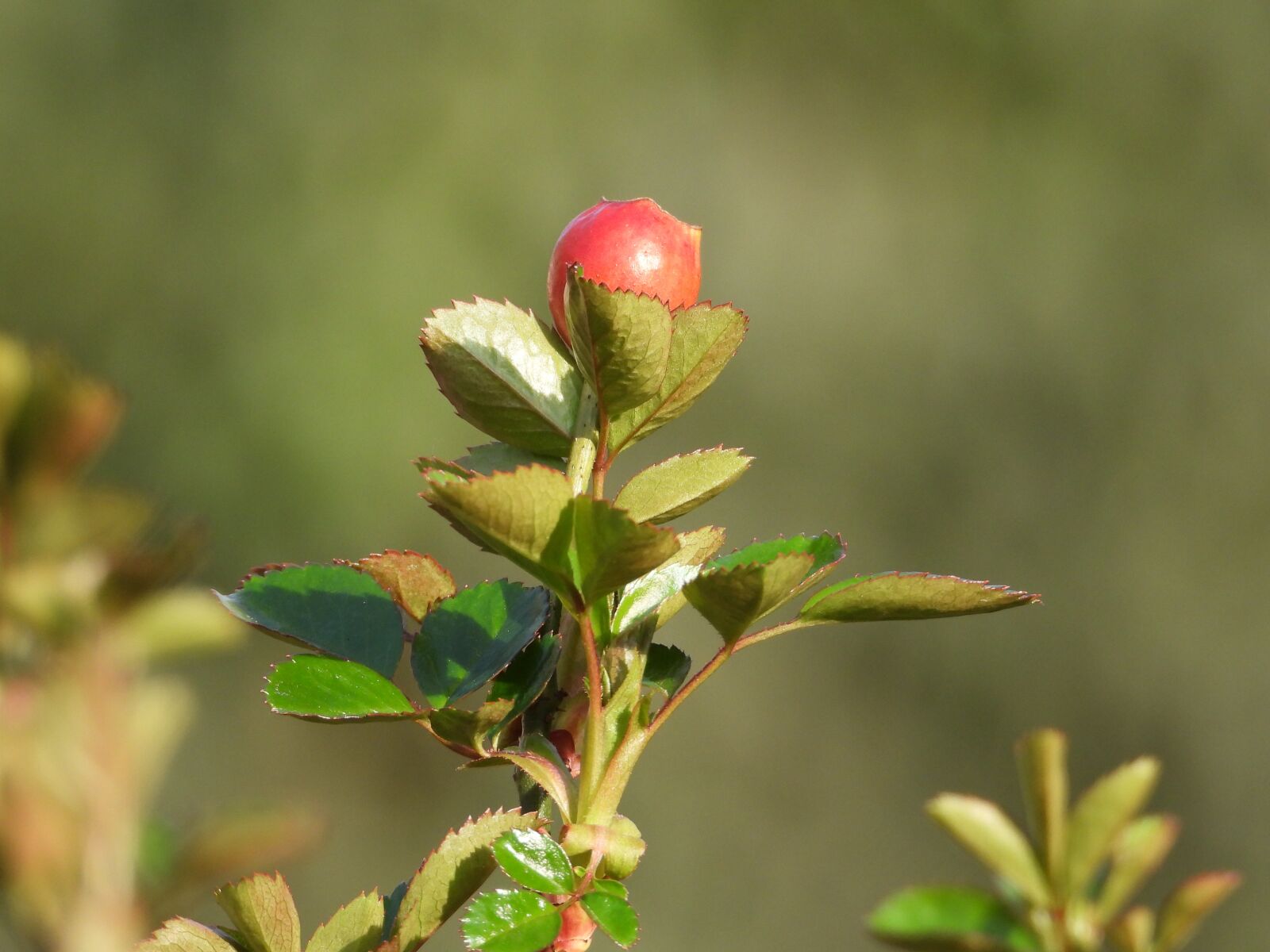 Nikon Coolpix P1000 sample photo. Rose, flower, rose bush photography