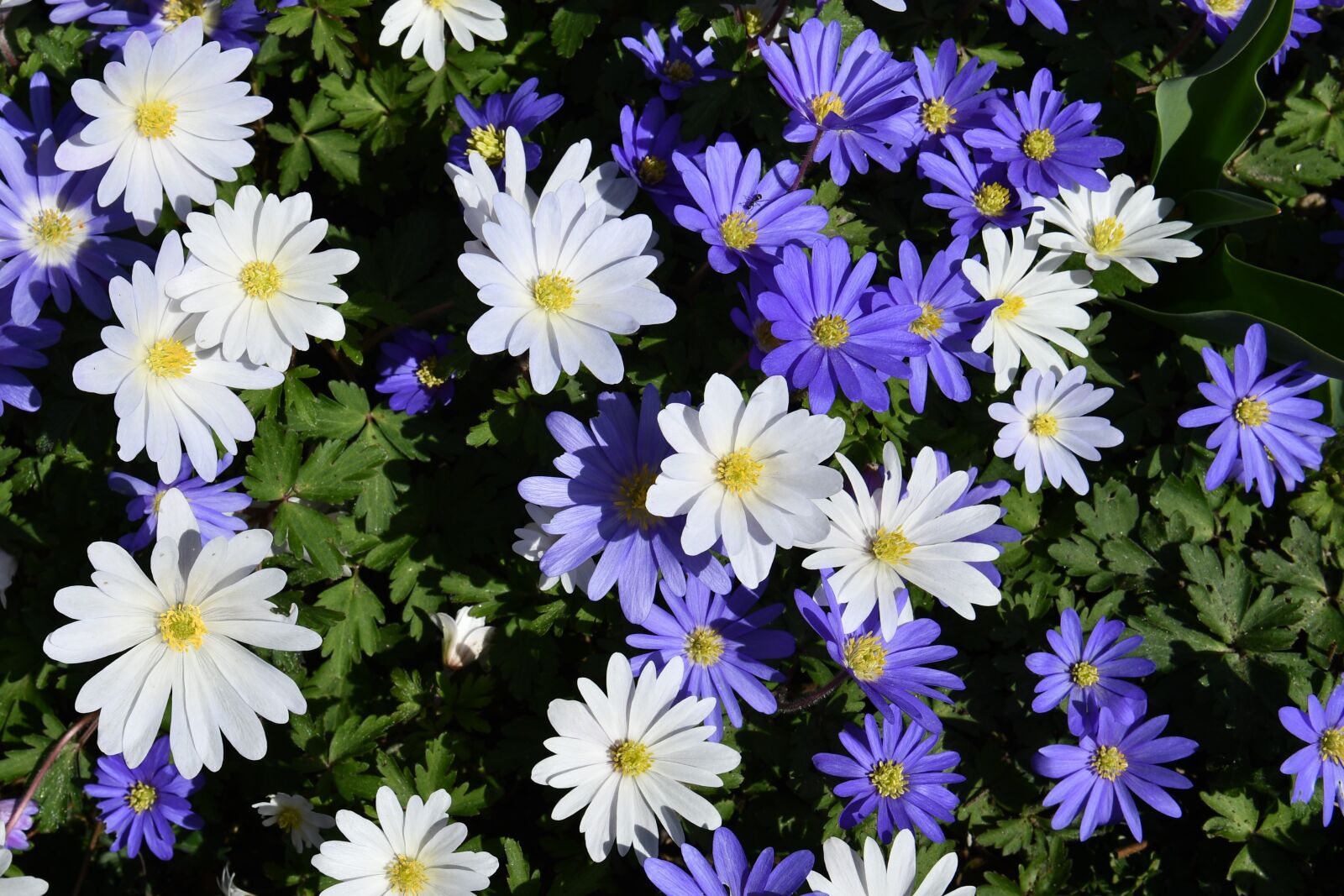 Nikon D7500 sample photo. Flowers, color, spring photography