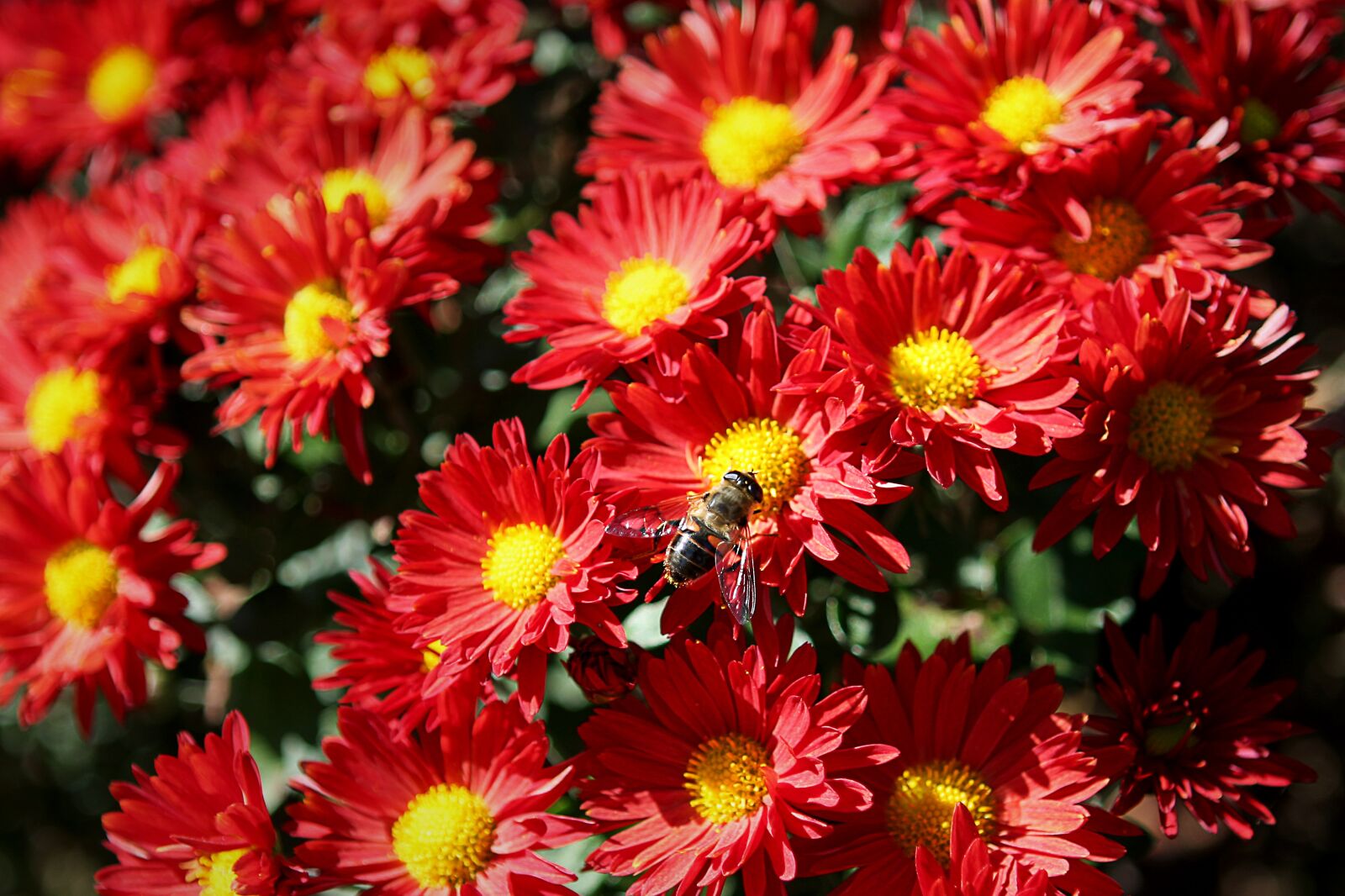 Canon EOS 40D sample photo. Bee, flowers, a flower photography