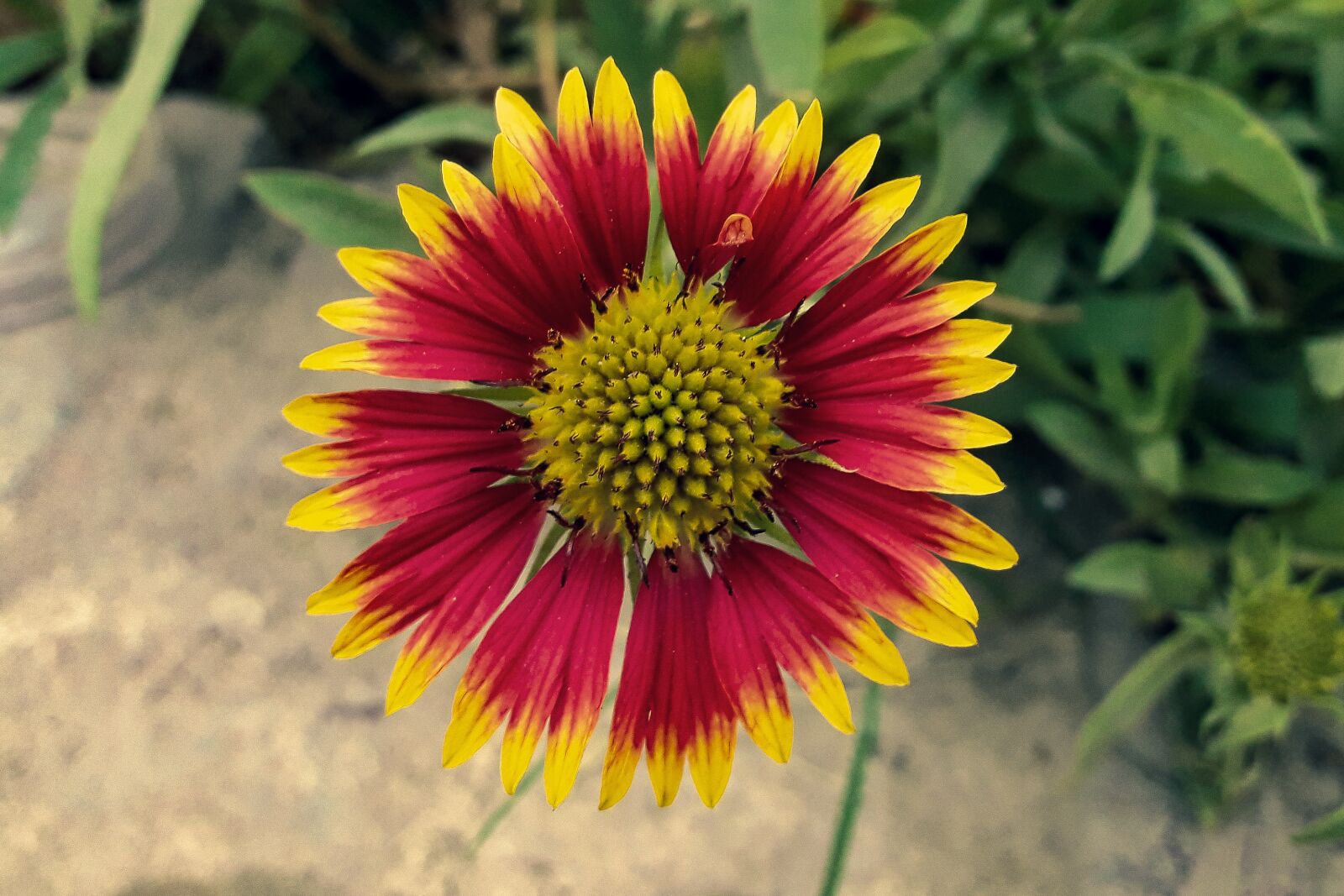 Samsung Galaxy J7 Neo sample photo. Flower, bloom, garden photography