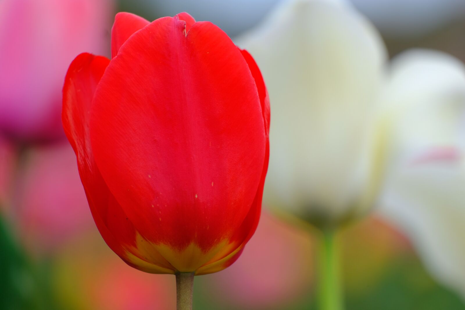 Fujifilm X-T20 + Fujifilm XC 50-230mm F4.5-6.7 OIS II sample photo. Tulip, natural, flowers photography