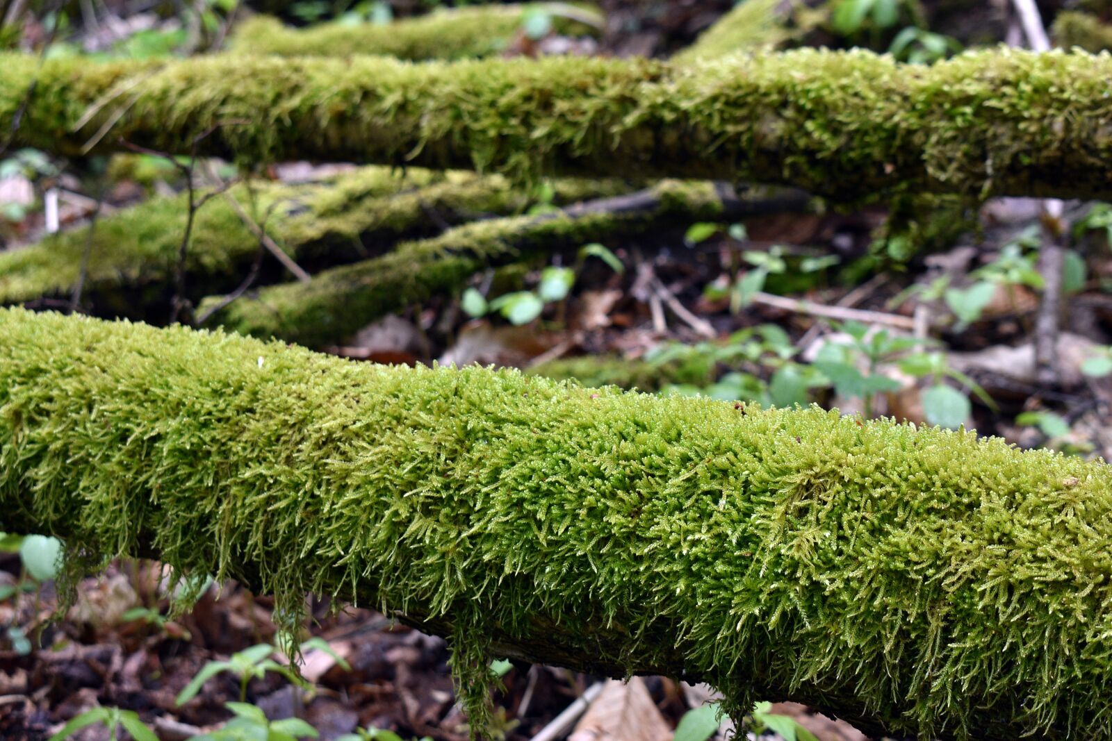 Nikon D3400 sample photo. Moss, nature, forest photography