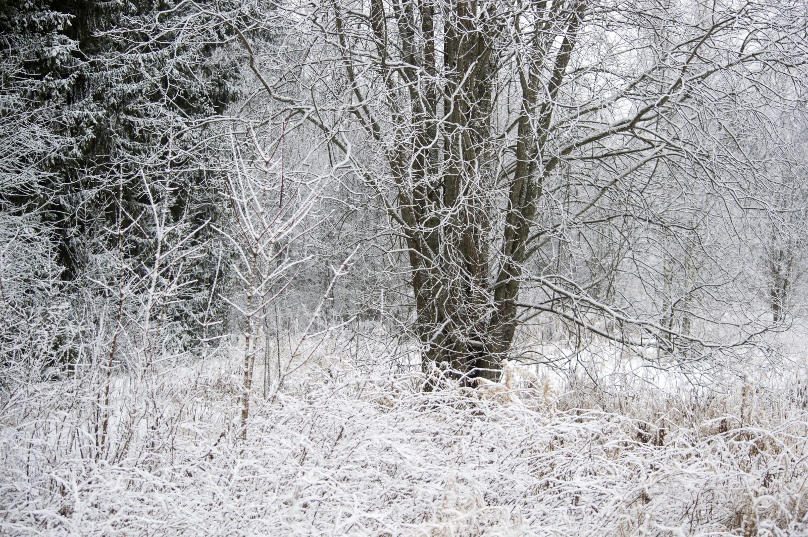 Nikon D3200 sample photo. Winter, nature, snowy photography