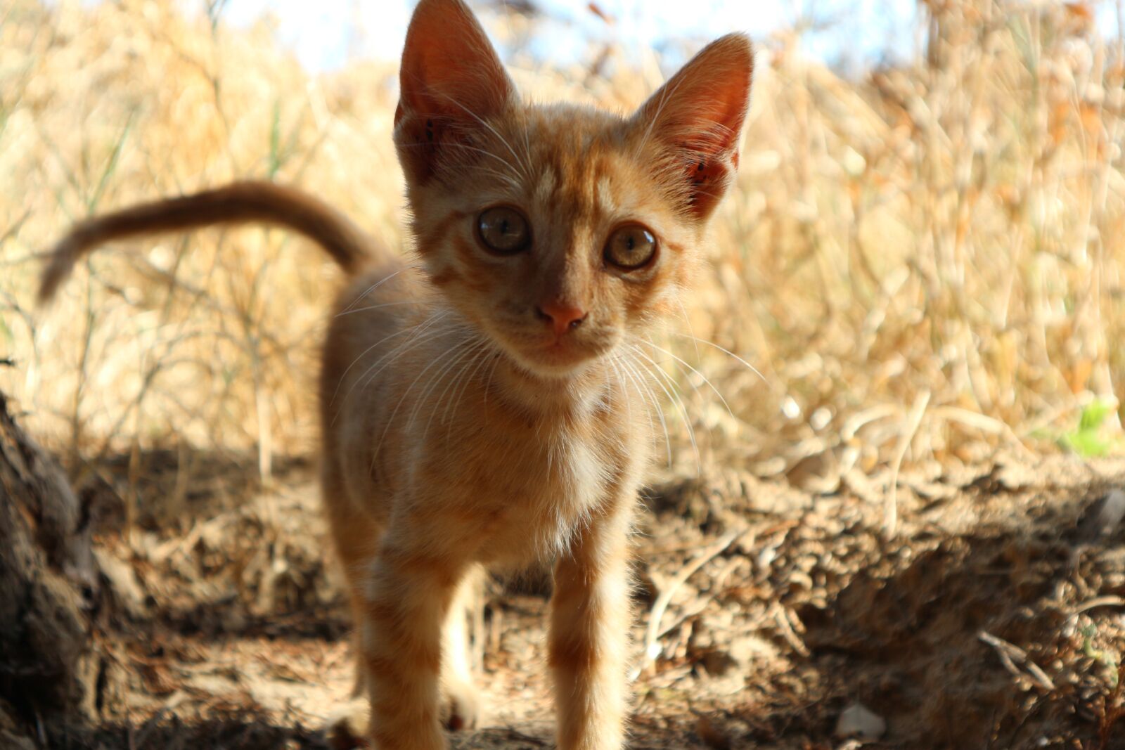 Canon EOS M10 sample photo. Cute, cat, kitten photography