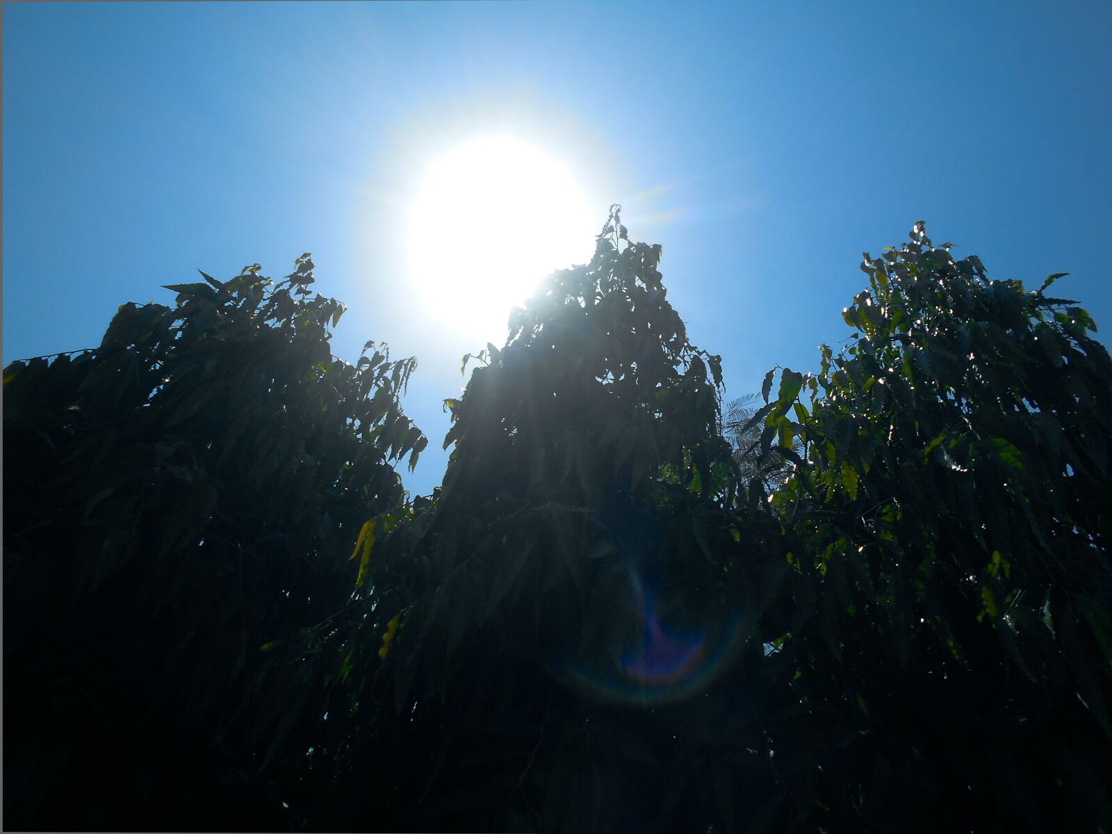 Nikon Coolpix S2900 sample photo. Sun, tree, sky photography