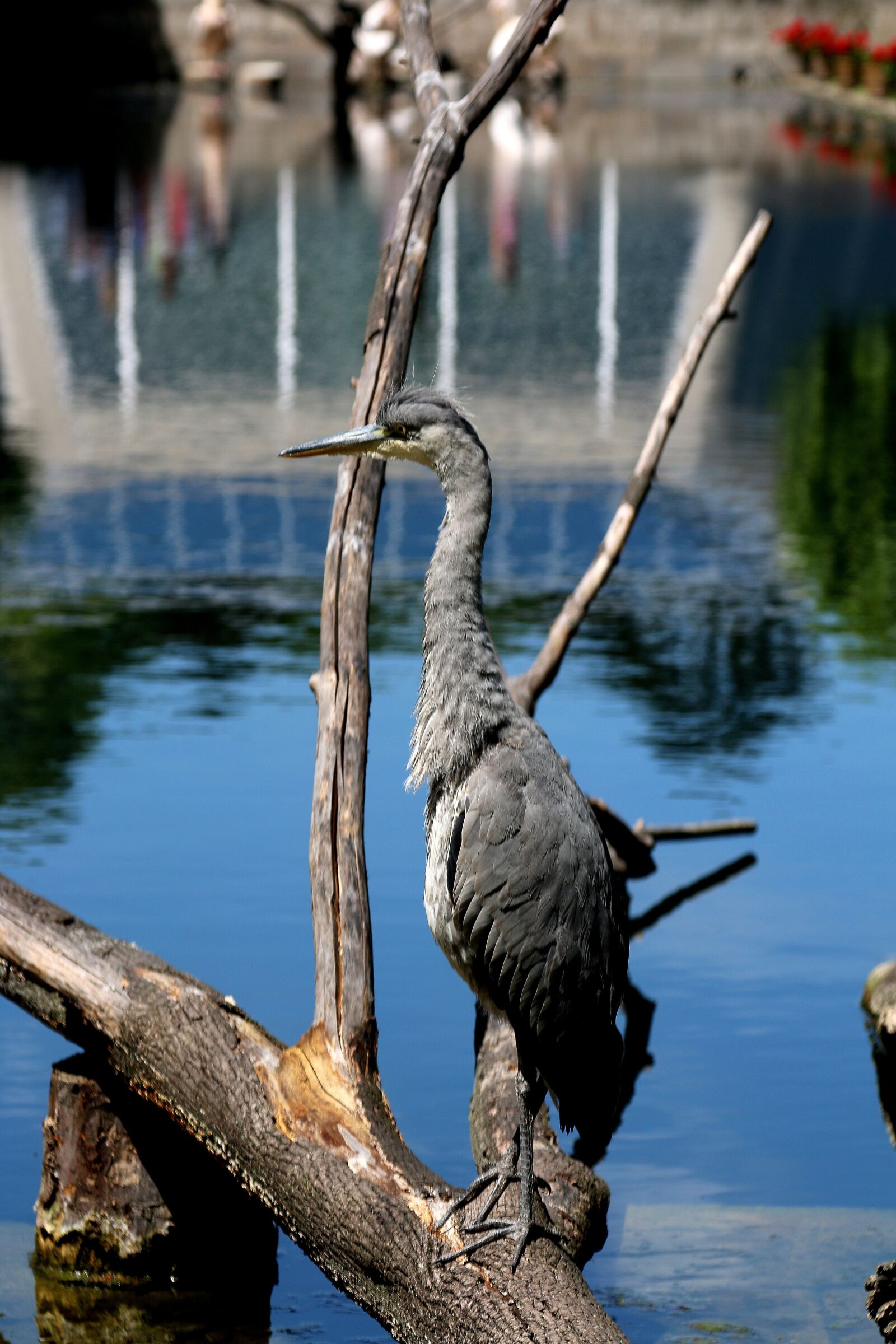 Canon EOS 70D + Canon EF 24-105mm F4L IS USM sample photo. Wilhema stuttgart, zoo, tiergarten photography