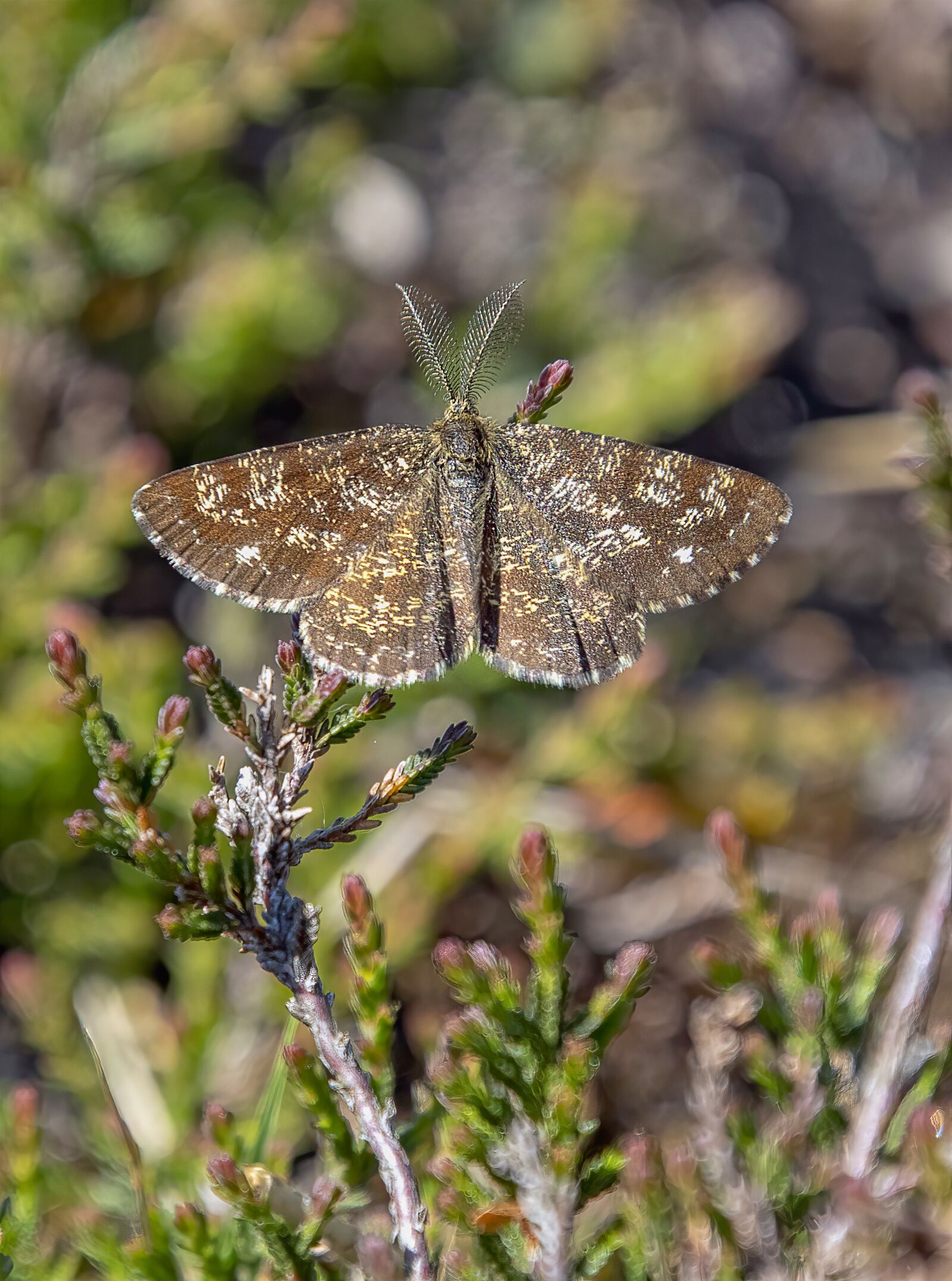 Sigma 100-400mm F5-6.3 DG OS HSM sample photo. Common-heath, moth, wings photography